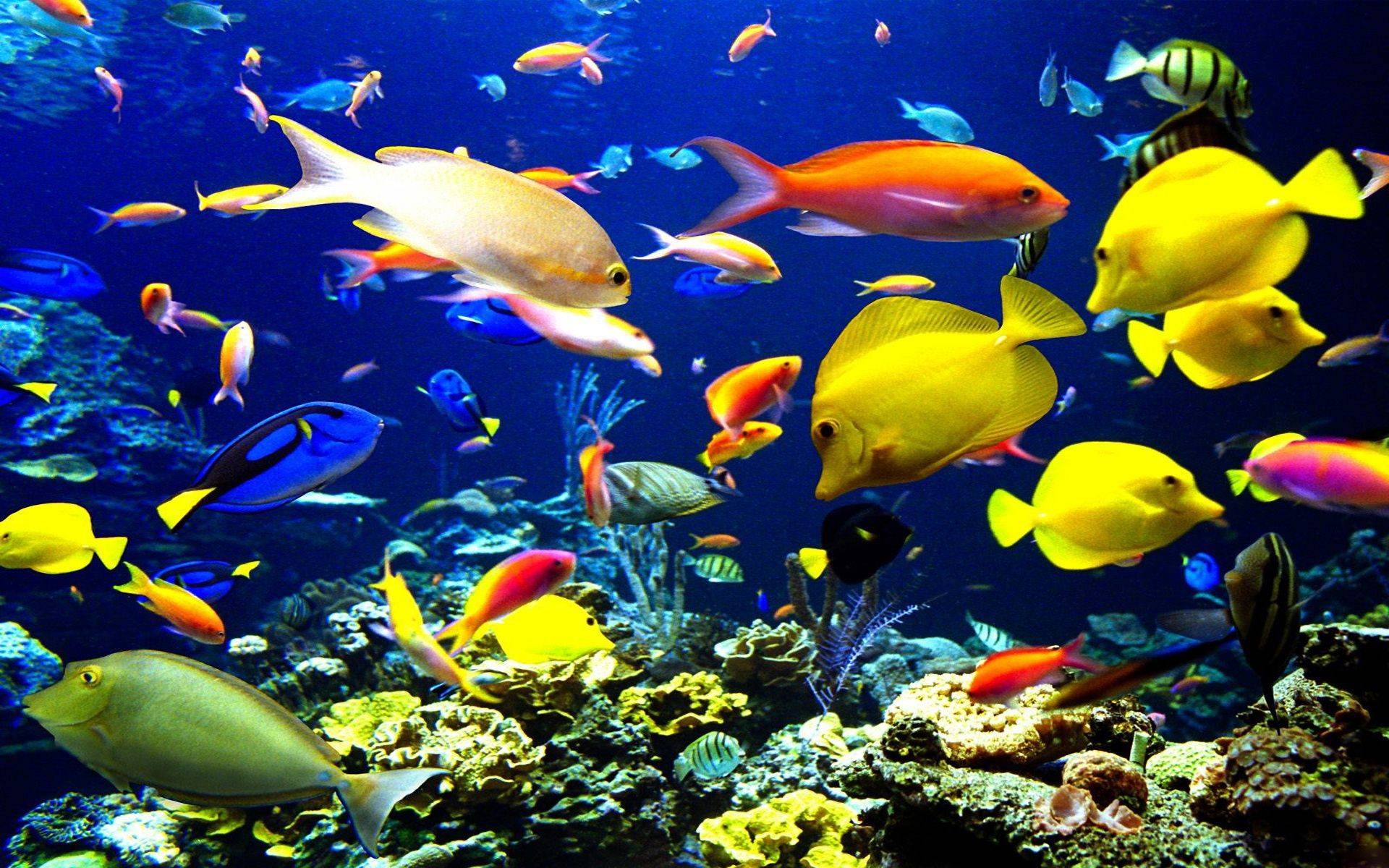 Revitalizing Ocean Life Wallpaper 1920x1200