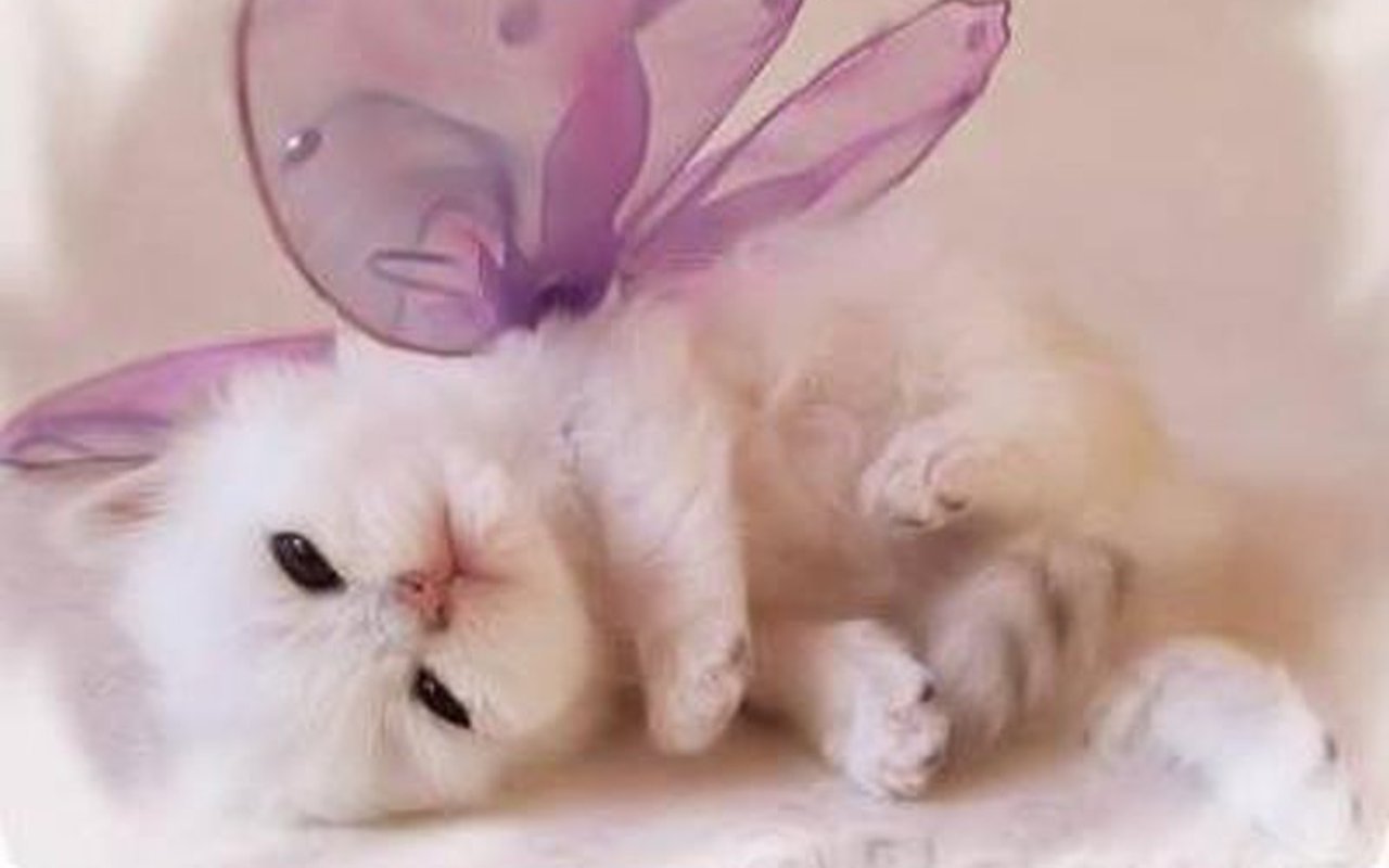 Cute Kitten Wallpaper   Kittens Wallpaper 16094693 1280x800