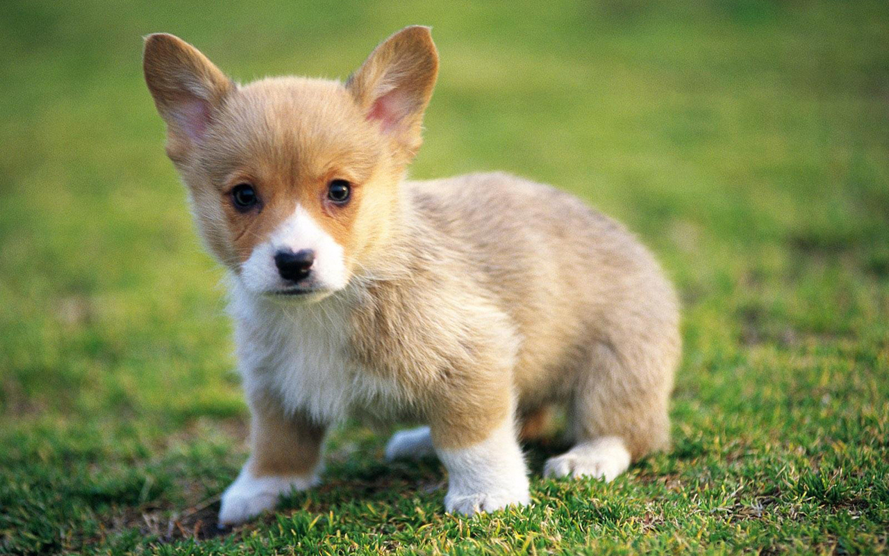 Cute Puppies   Puppies Wallpaper 22040876 1280x800