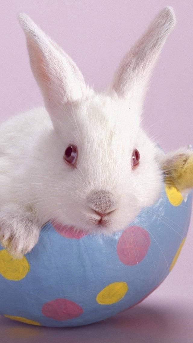  Download Cute Easter Bunny iPhone 5 HD Wallpapers Gambar Joss 640x1136