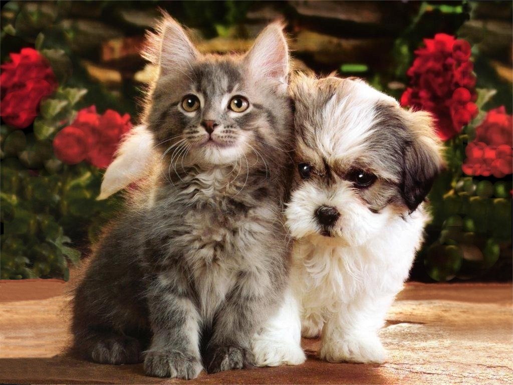 cute kittens and puppies wallpaper cute kittens and puppies wallpaper 1024x768