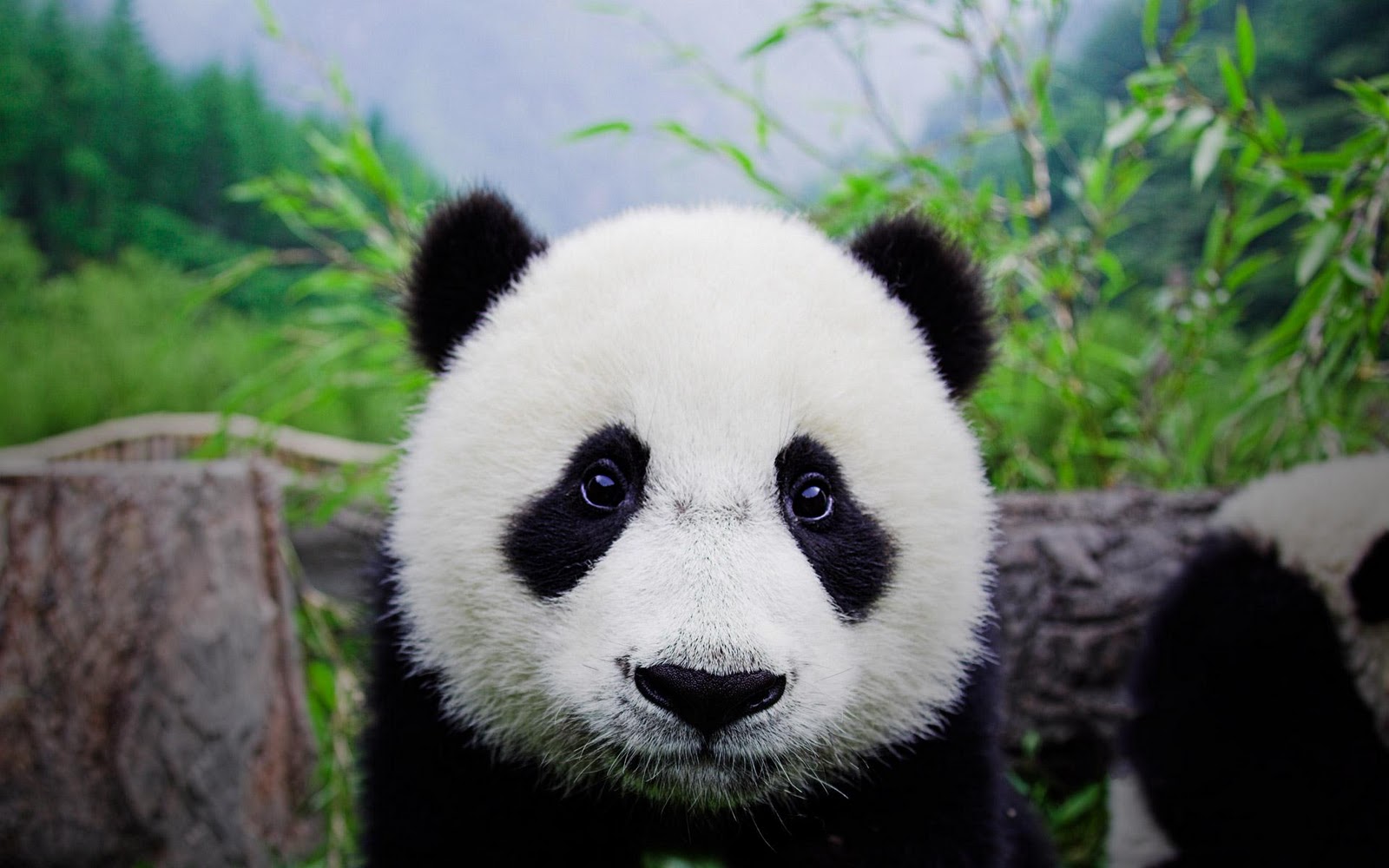 Cute Panda Bears HD Wallpapers Download Wallpapers in HD for your 1600x1000