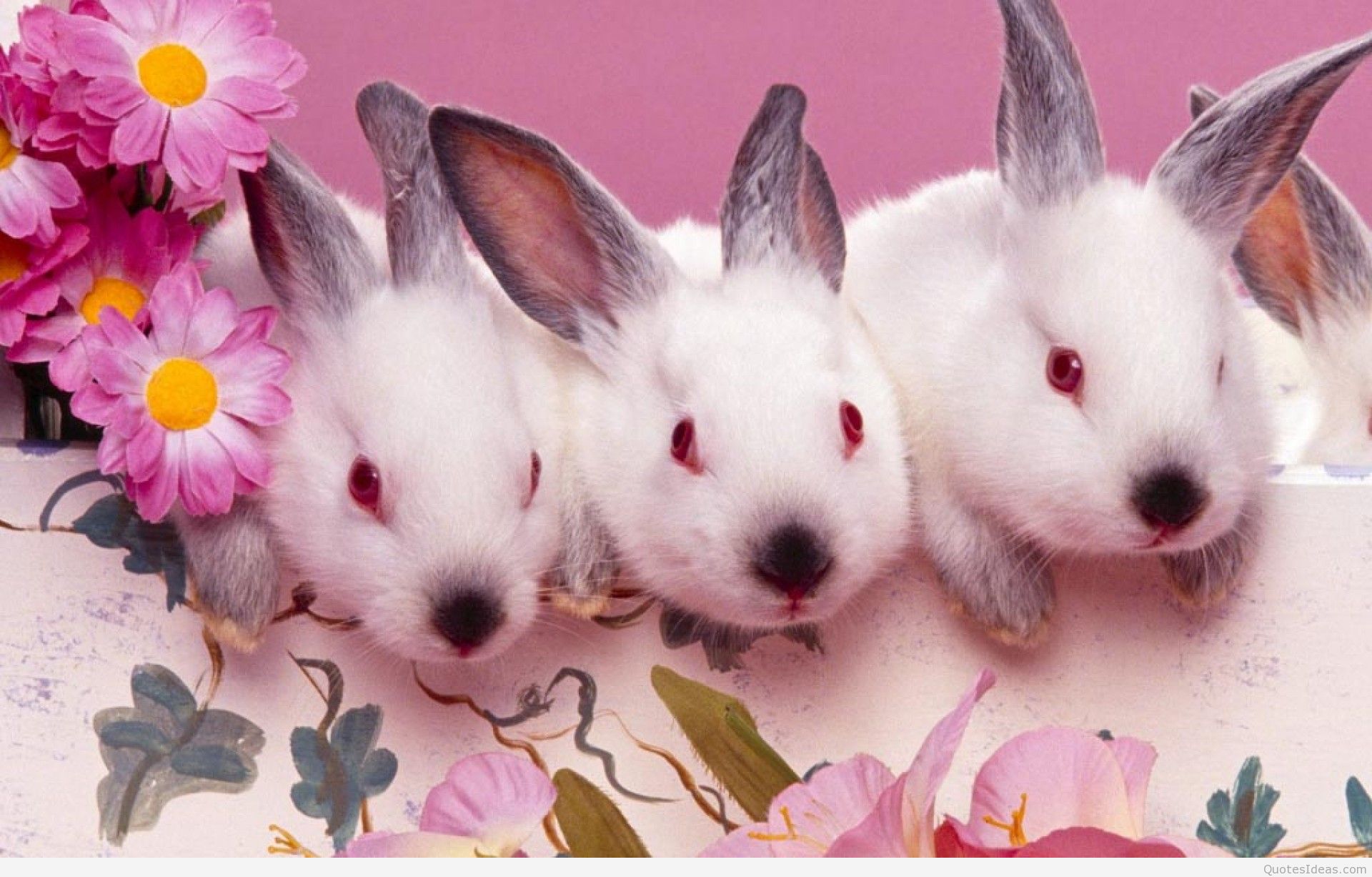 Happy Easter bunny wallpapers and quotes 1920x1227