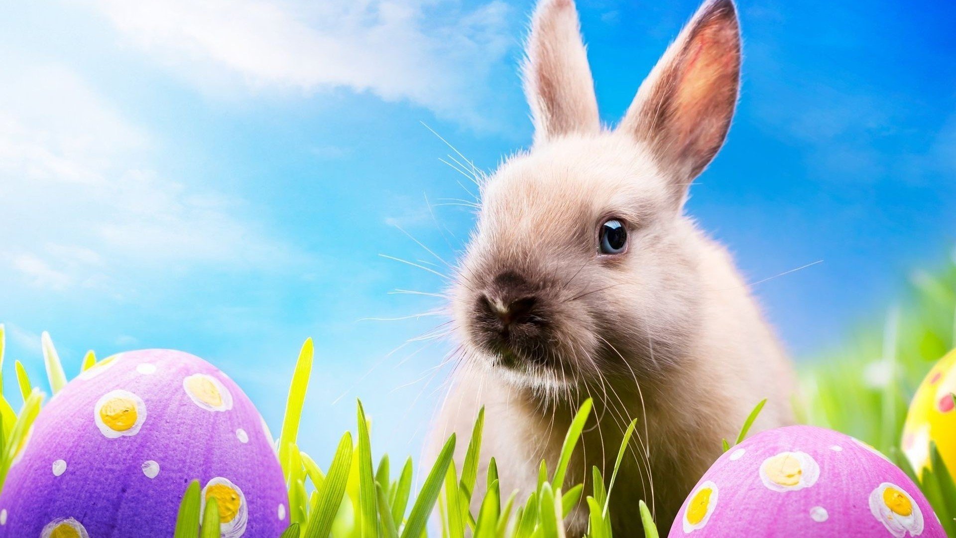 Cute Easter Bunny 2015 Desktop   New HD Wallpapers 1920x1080