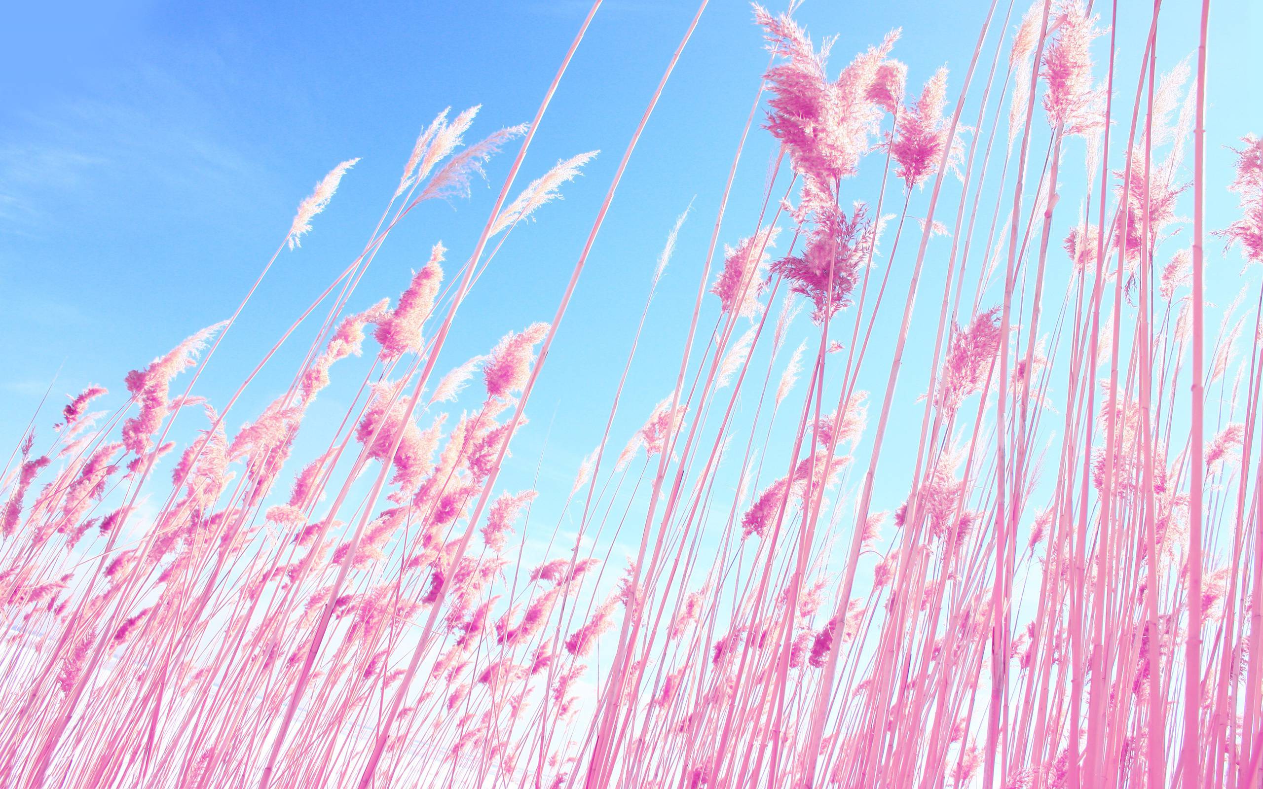 Pink Nature Wallpapers 2560x1600