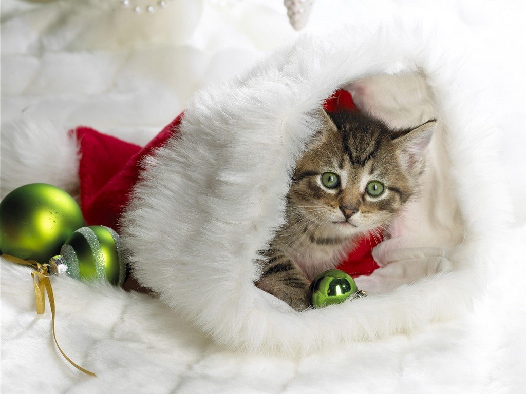 Cute Kitten Santas Little Helper 1024x768