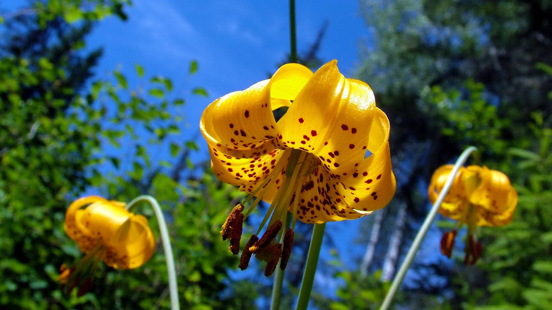 Yellow Flower Wallpaper   Nature Wallpaper 1920x1080