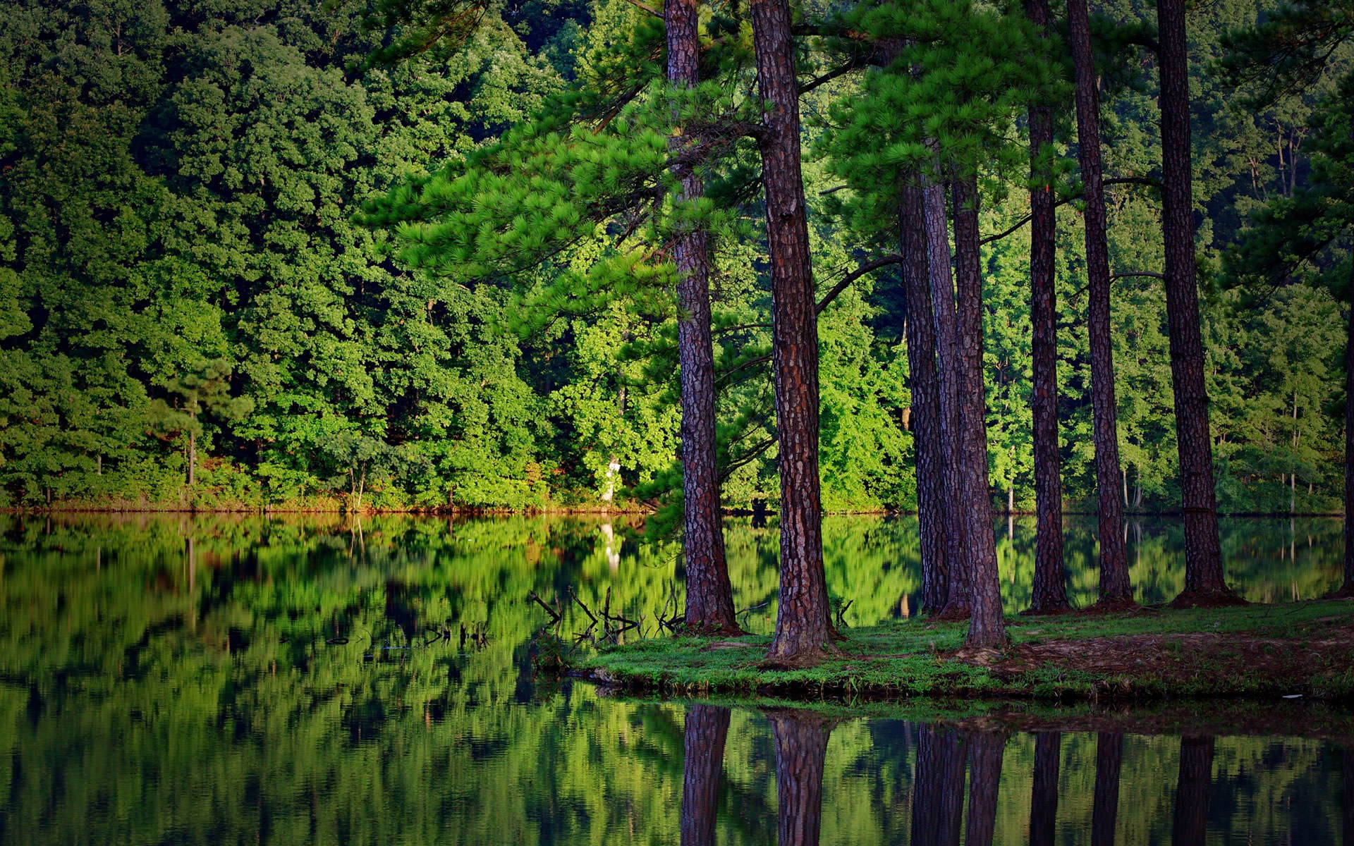 Forest Monitor Watch Nature Result wallpapers HD   177034 1920x1200