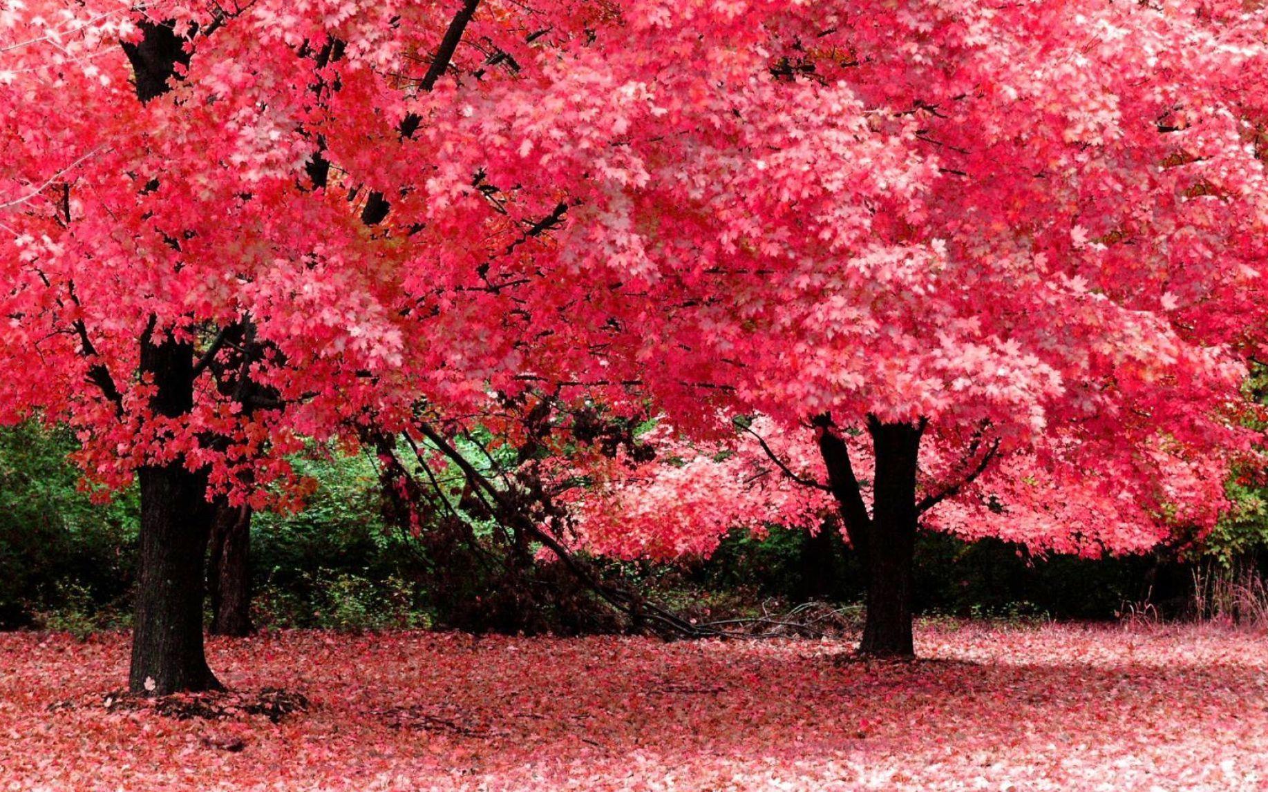 Pink Nature Wallpapers 1835x1147