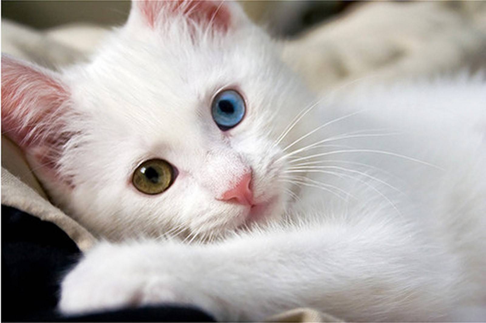 Very Cute Cat   Wallpaper 1600x1066