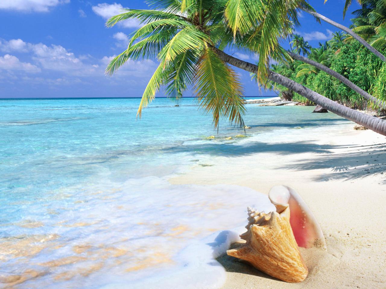 hd wallpaper tropical beach shell   Background Wallpapers 1280x960