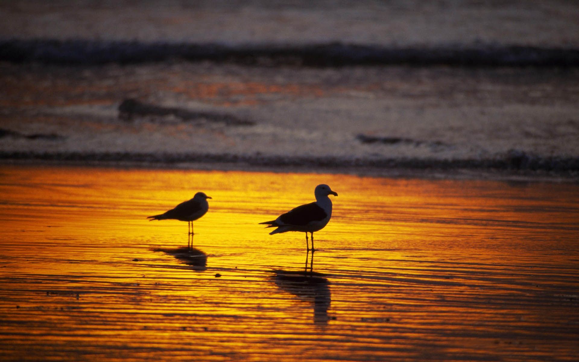 Beach Sunset wallpaper   946539 1920x1200