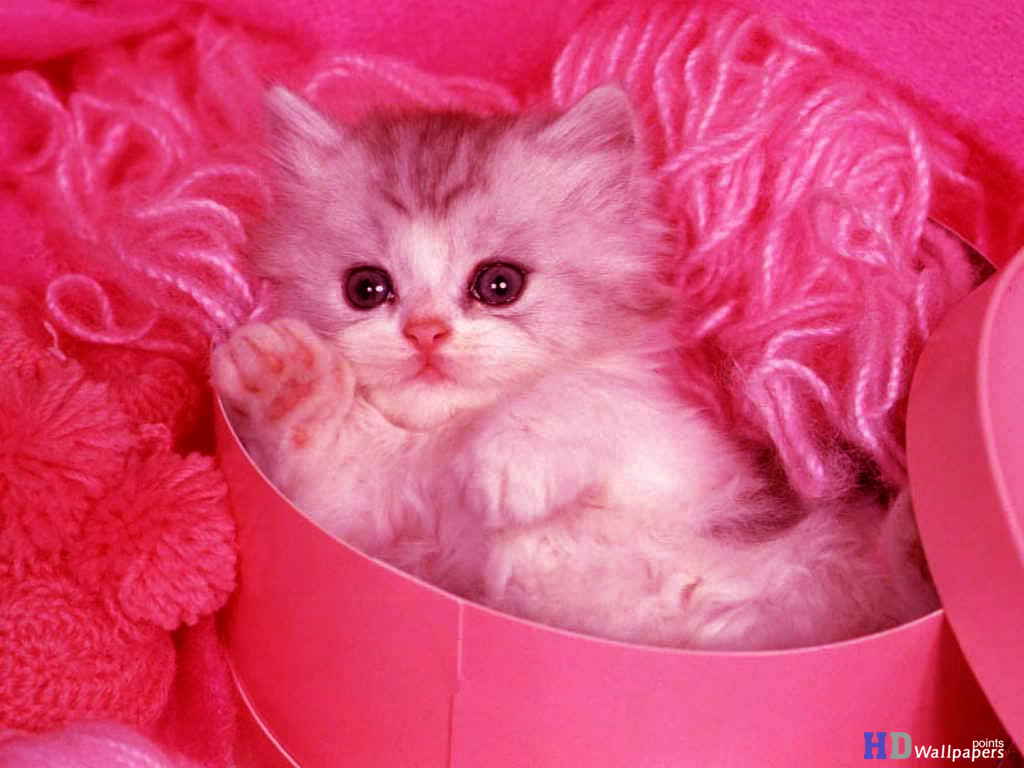 Cute Kittens Animal Wallpaper HD Wallpaper 1024x768