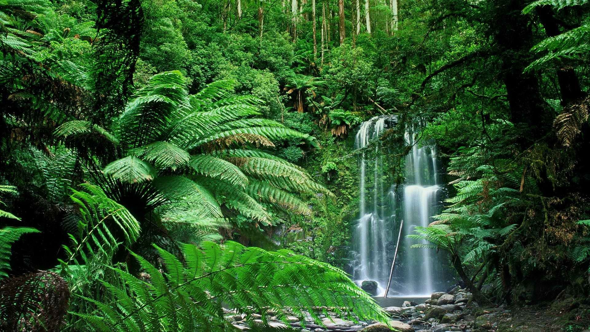 Nature Forest Wallpaper 1920x1080 Nature Forest Australia 1920x1080