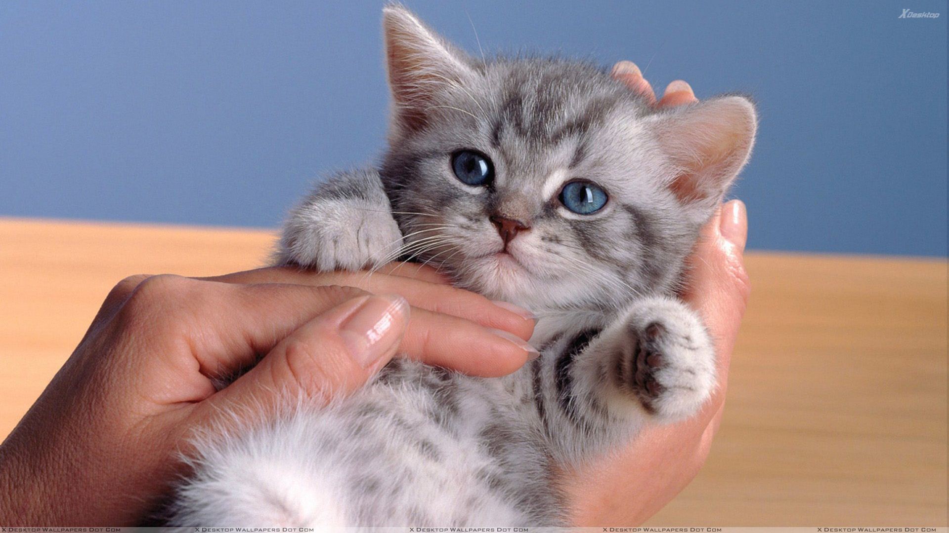 Small Cat In Hand Looking Very Cute Wallpaper 1920x1080