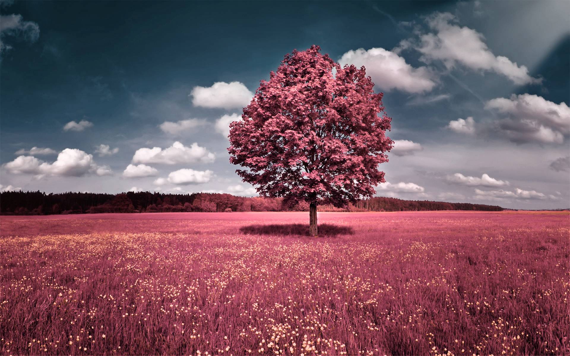 Pink Nature Wallpapers 1920x1200