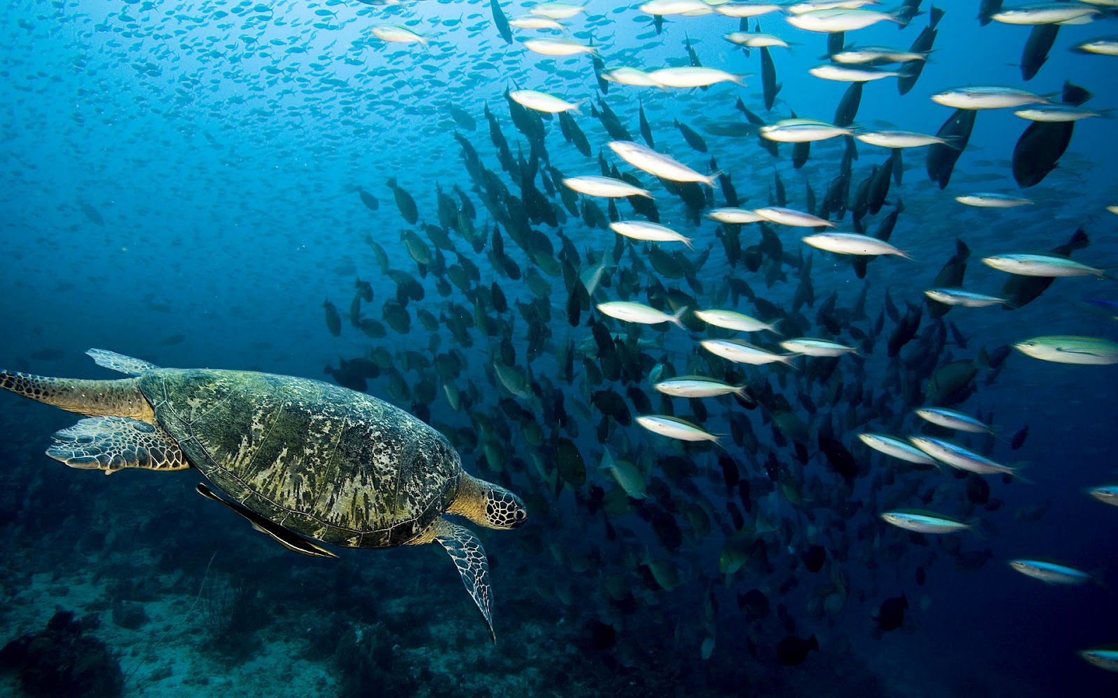 Ocean life wallpapers marine life on the seabed like fish plants 1600x1000