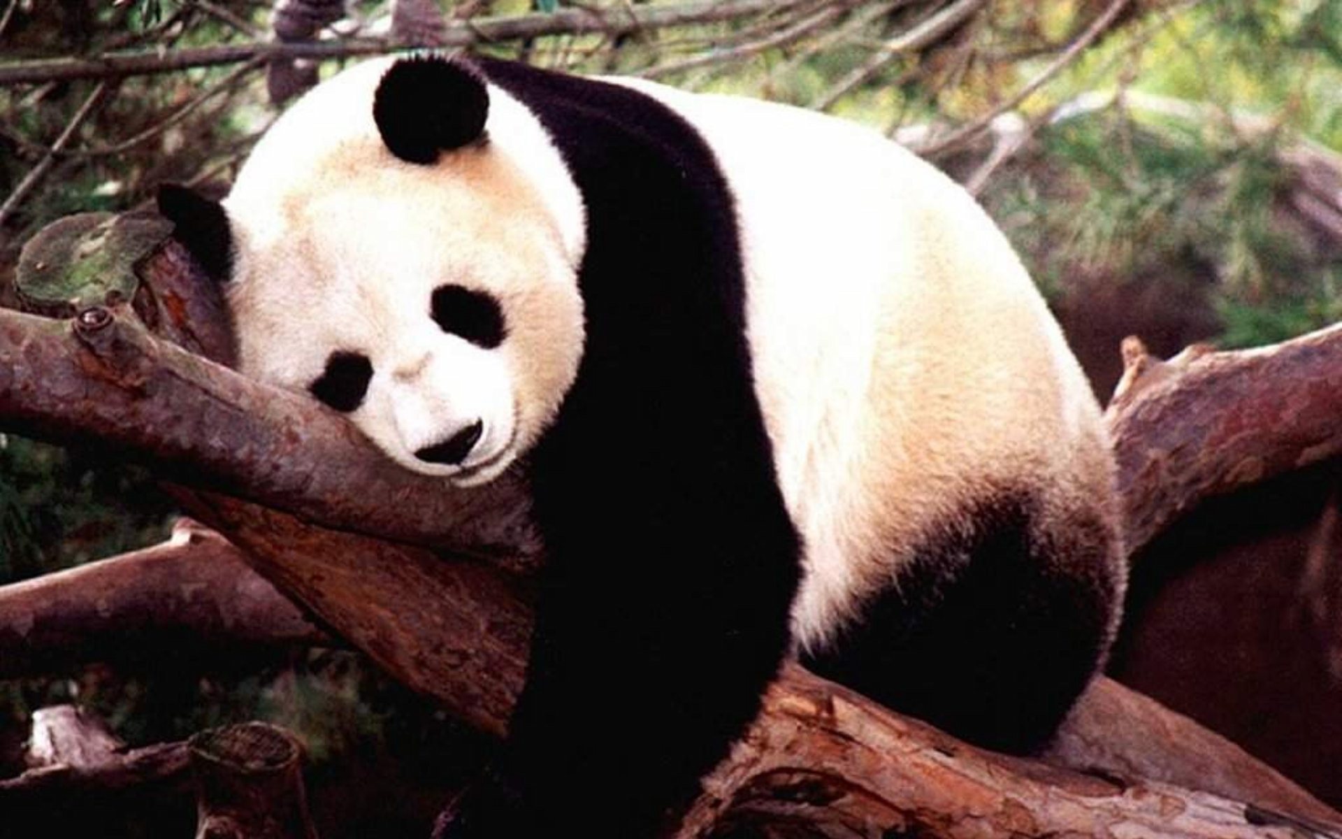 cute panda wallpapers 9366 1920x1200jpgpanda20cute201920x1200 1920x1200