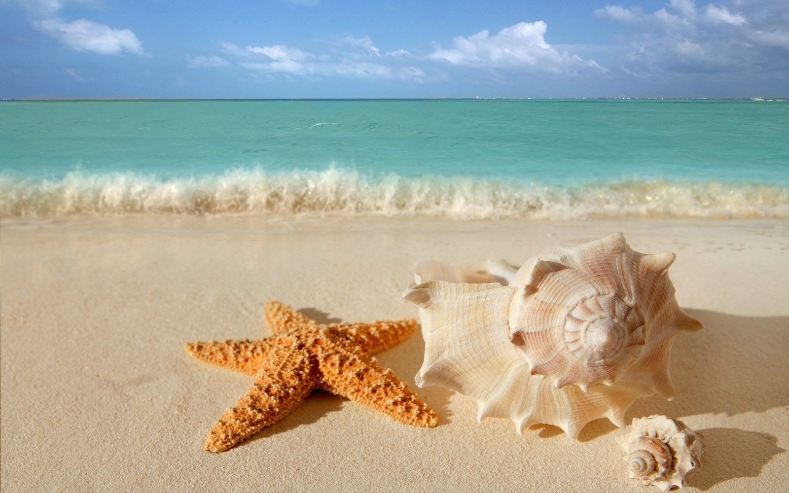 starfish seashells beach sand wallpaper   View All 1600x1000