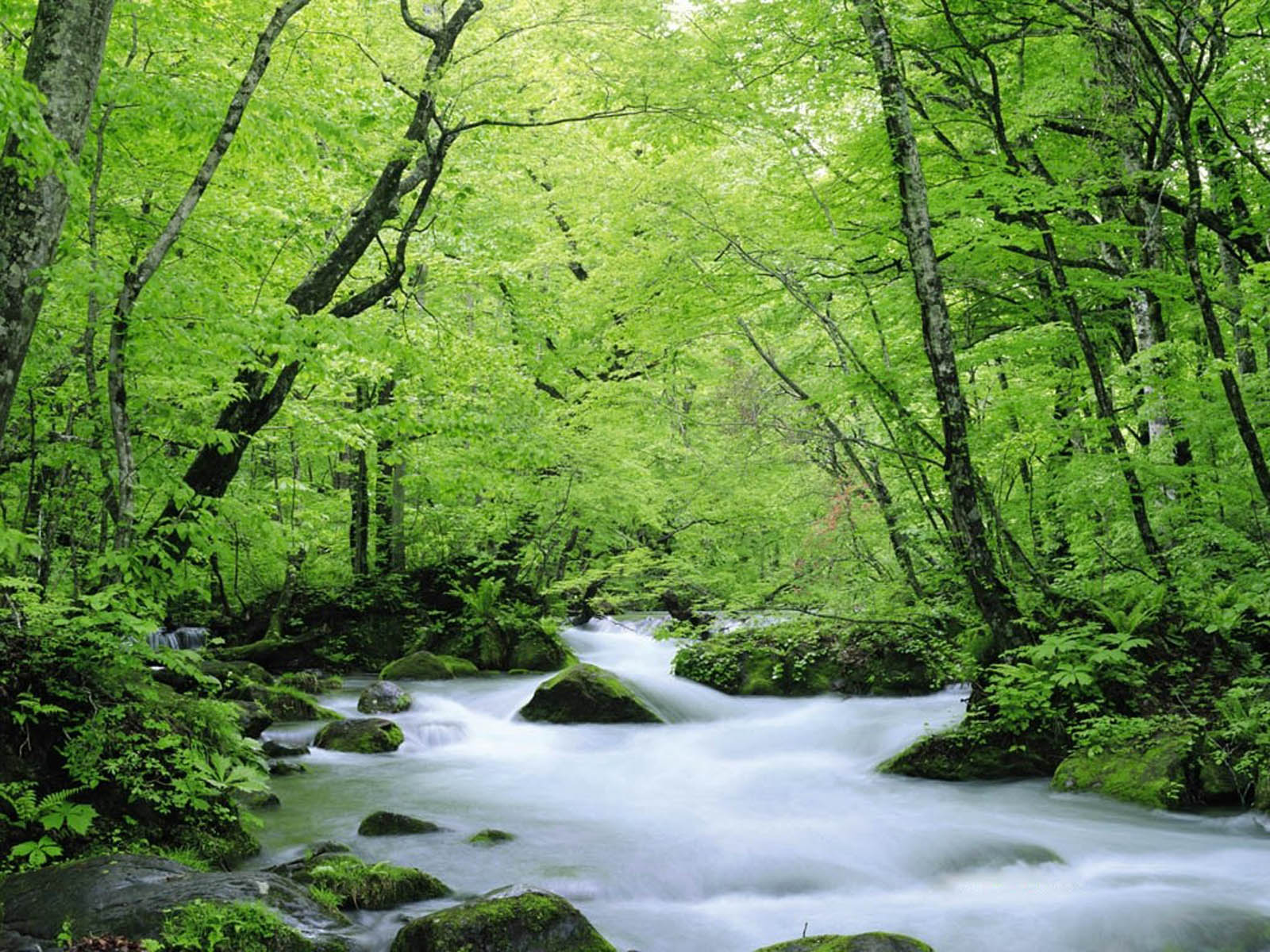 wallpapers Green Nature Wallpapers 1600x1200