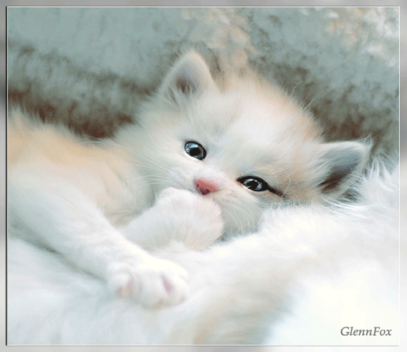 Animal Cat Very Cute Animals Cats HD Desktop Wallpaper 800x693