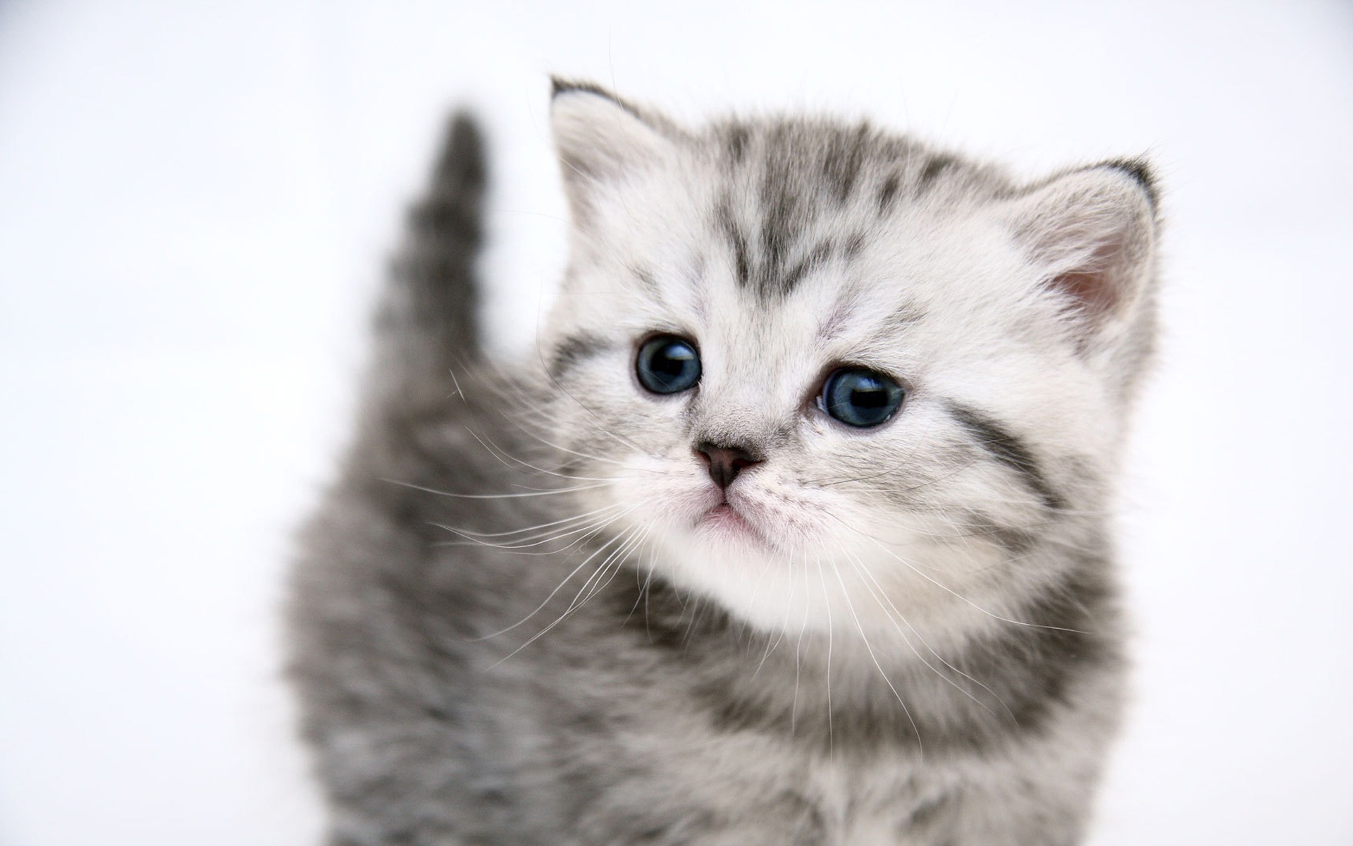 small cute kitty wallpapers 24216 1920x1200jpg 1920x1200