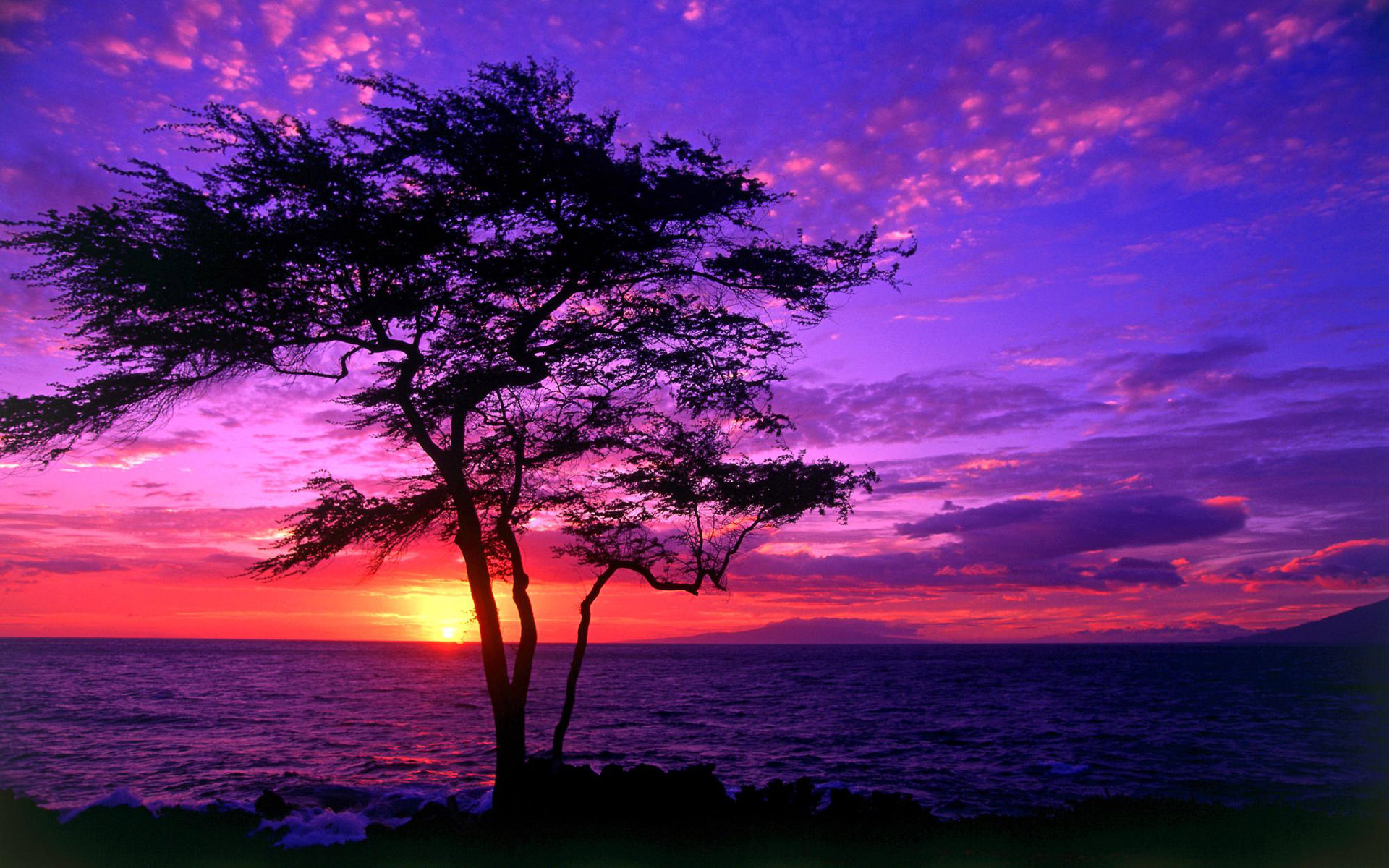 Beach Purple Sunset Wallpaper HD 2355 Wallpaper Cool Walldiskpaper 1920x1200