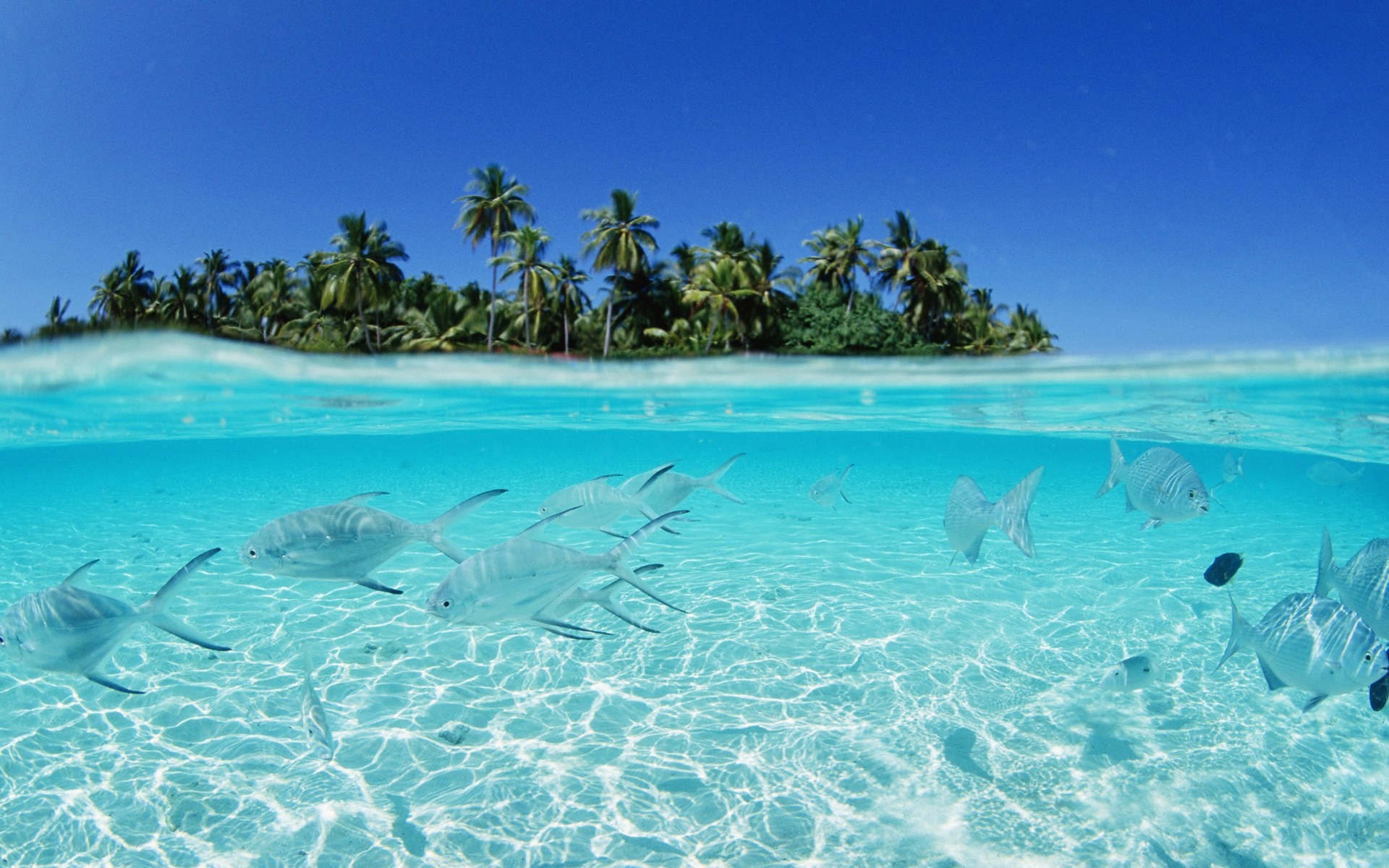 Maldives beach fish wallpapers 1920x1200