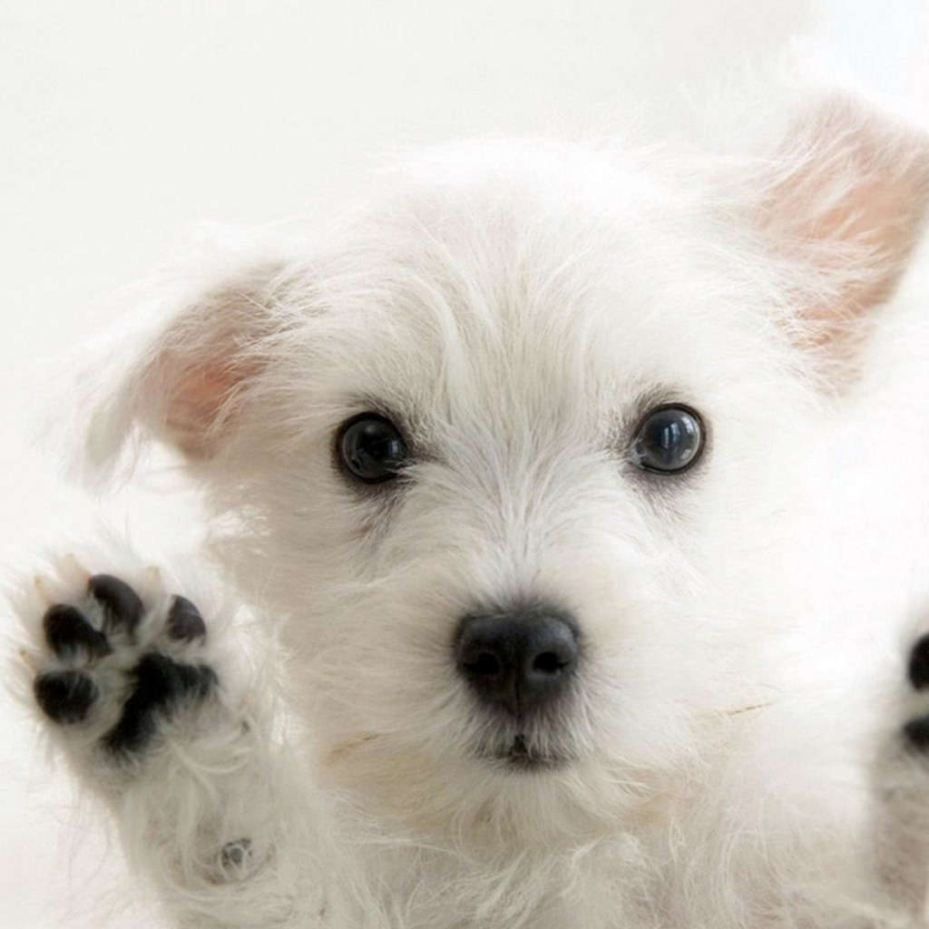  Wallpapers Cute puppy   Animal iPad iPad 2 iPad mini Wallpapers HD 1024x1024