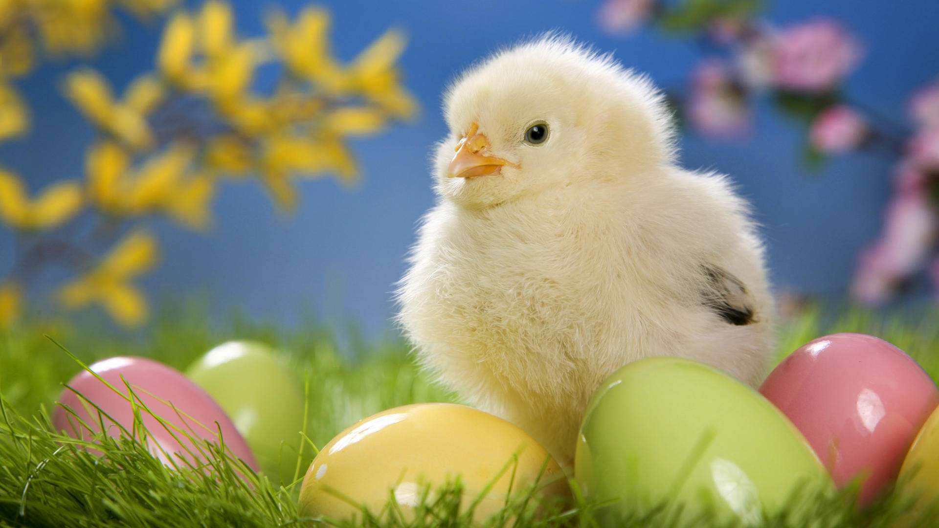 Cute Easter Chick with Eggs HD Wallpaper 187 FullHDWpp 1920x1080