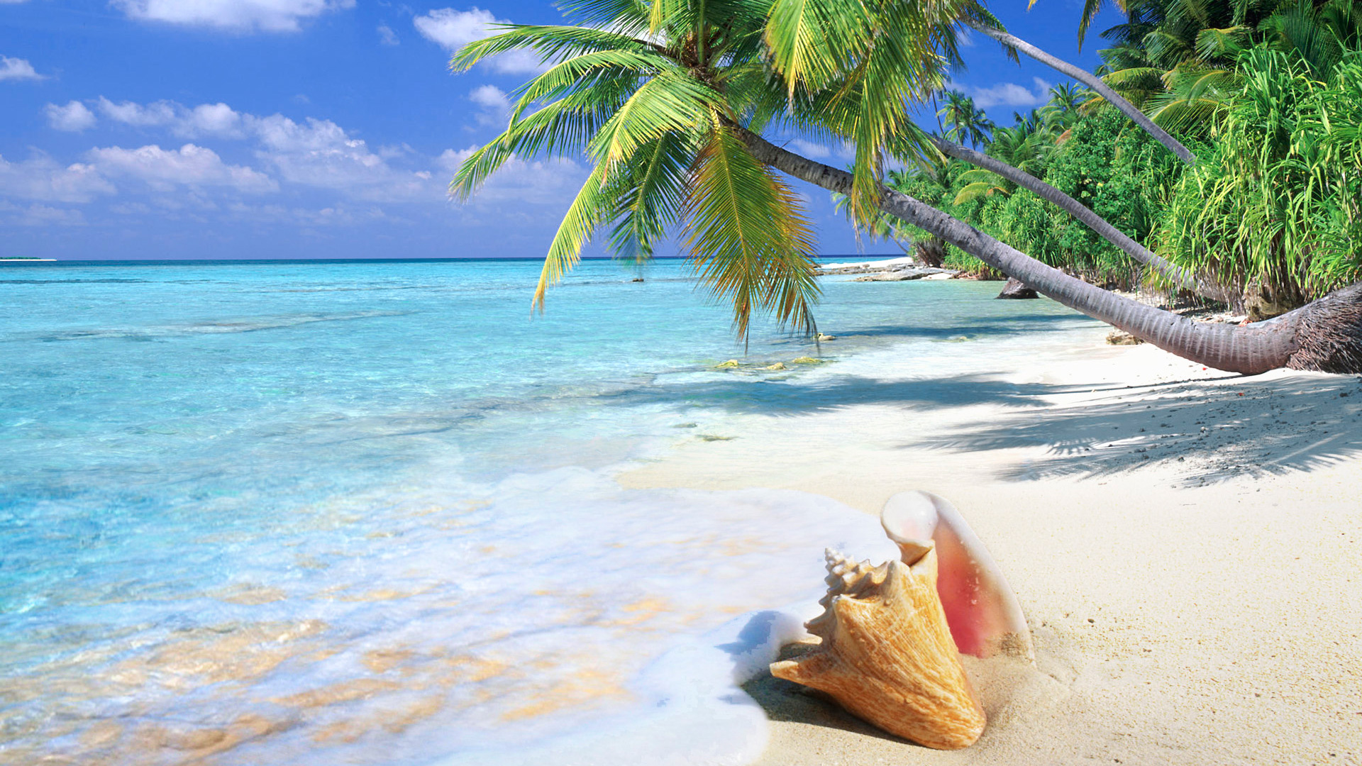 hd wallpaper tropical beach shell wallpapers55com   Best Wallpapers 1920x1080