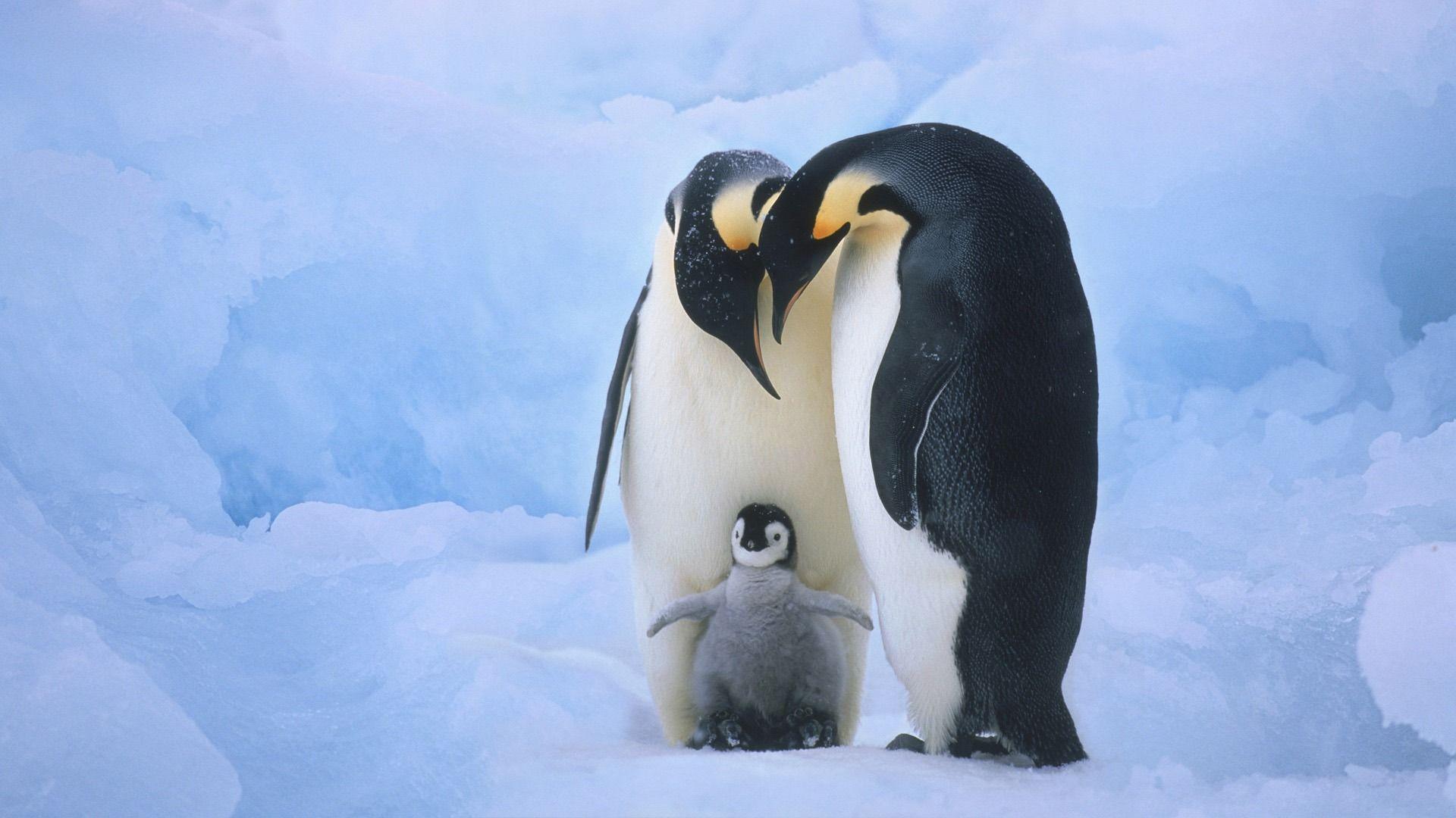 Cute Penguin Backgrounds 1920x1080