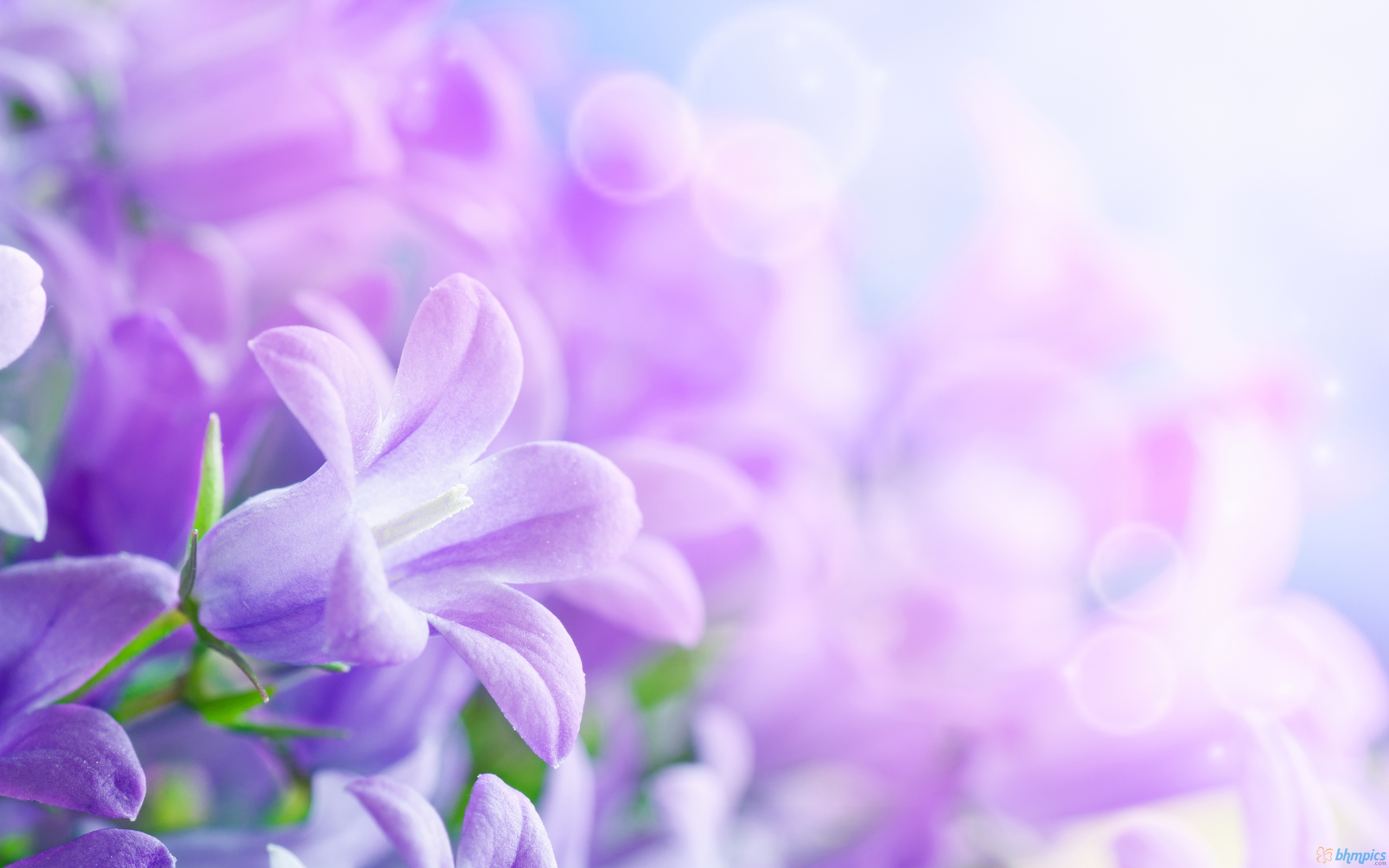 Nature Flowers Bellflower Wallpaper ImageBankbiz 2560x1600