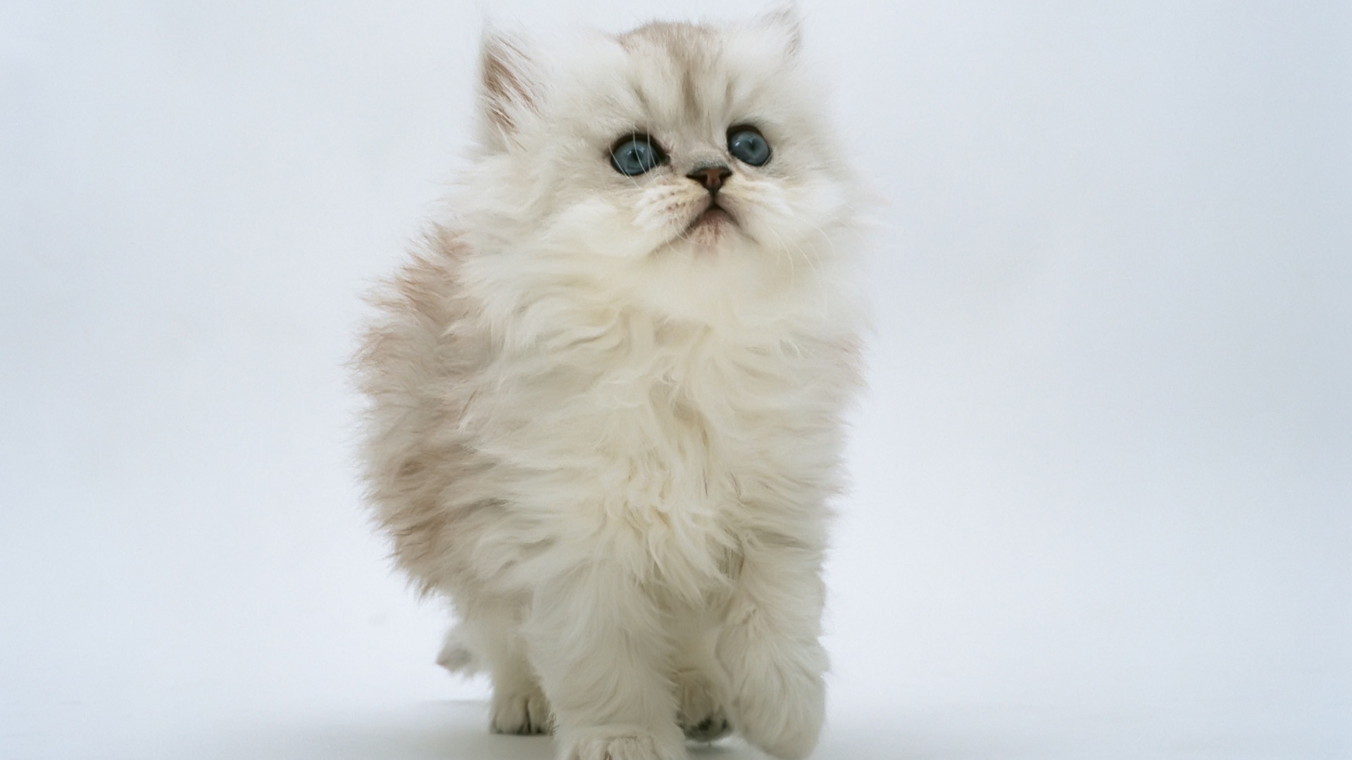 cute backgrounds kitten wallpaper 1920x1080 1920x1080