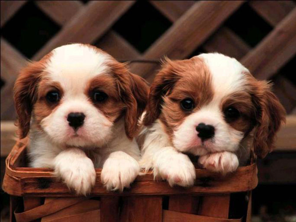  Zoo Park 8 Cute Puppies Wallpapers Cute Puppy Wallpapers for Desktop 1024x768