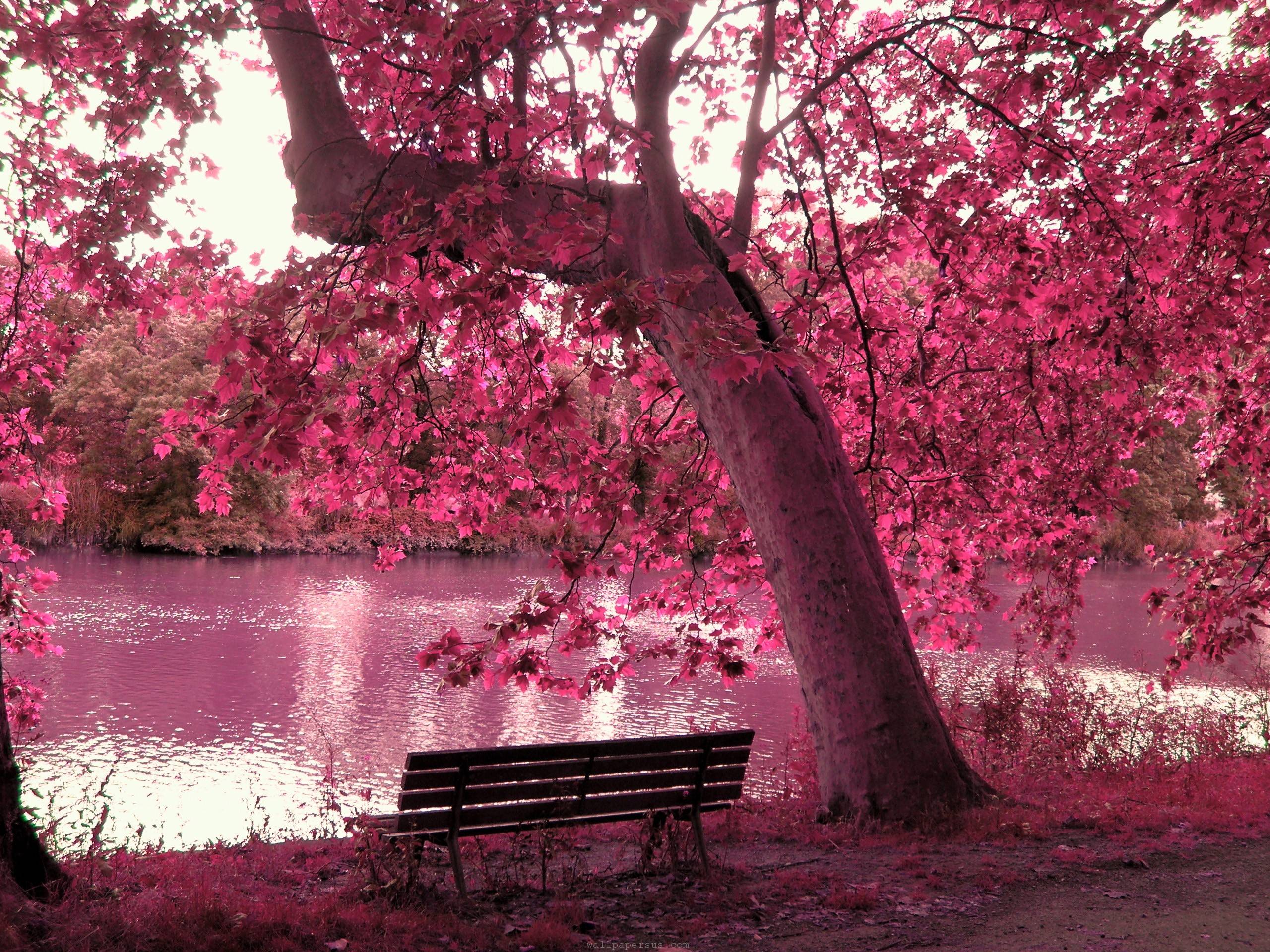 Pink Nature Wallpapers 2560x1920