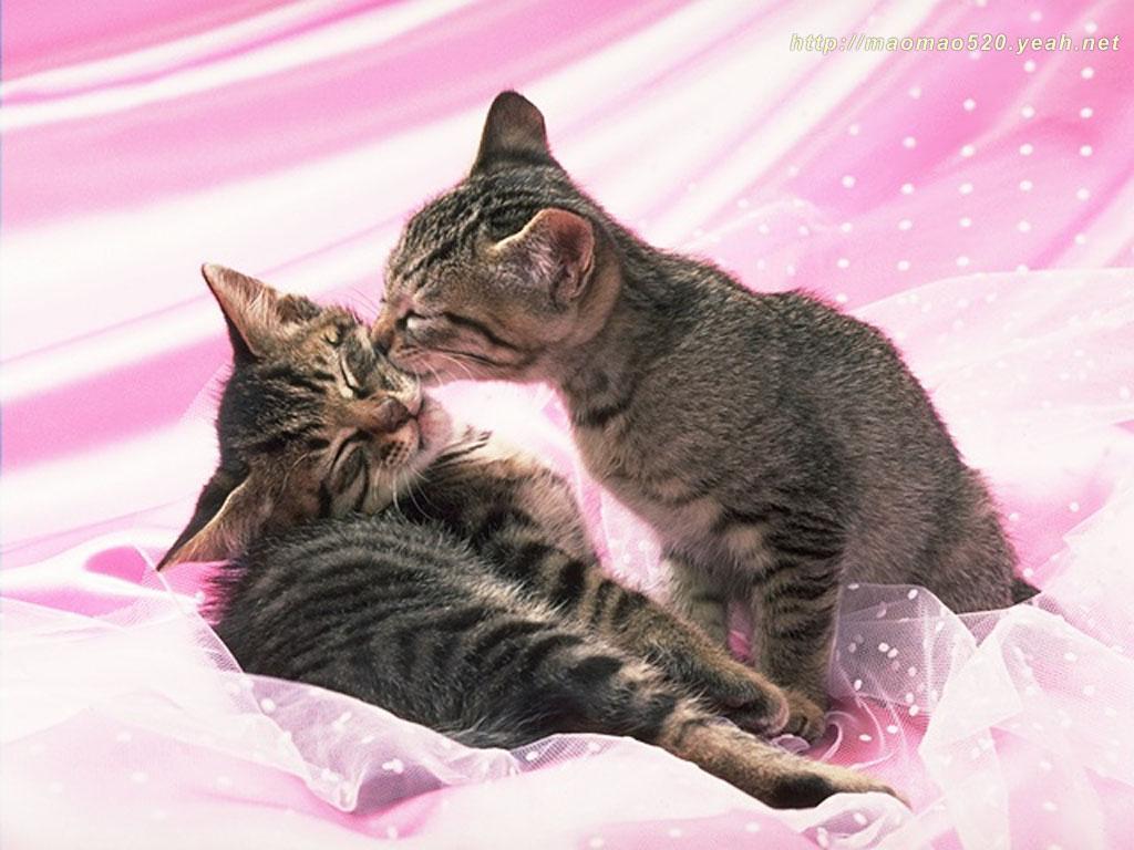 Cute Kitten Wallpaper   Kittens Wallpaper 13939000 1024x768