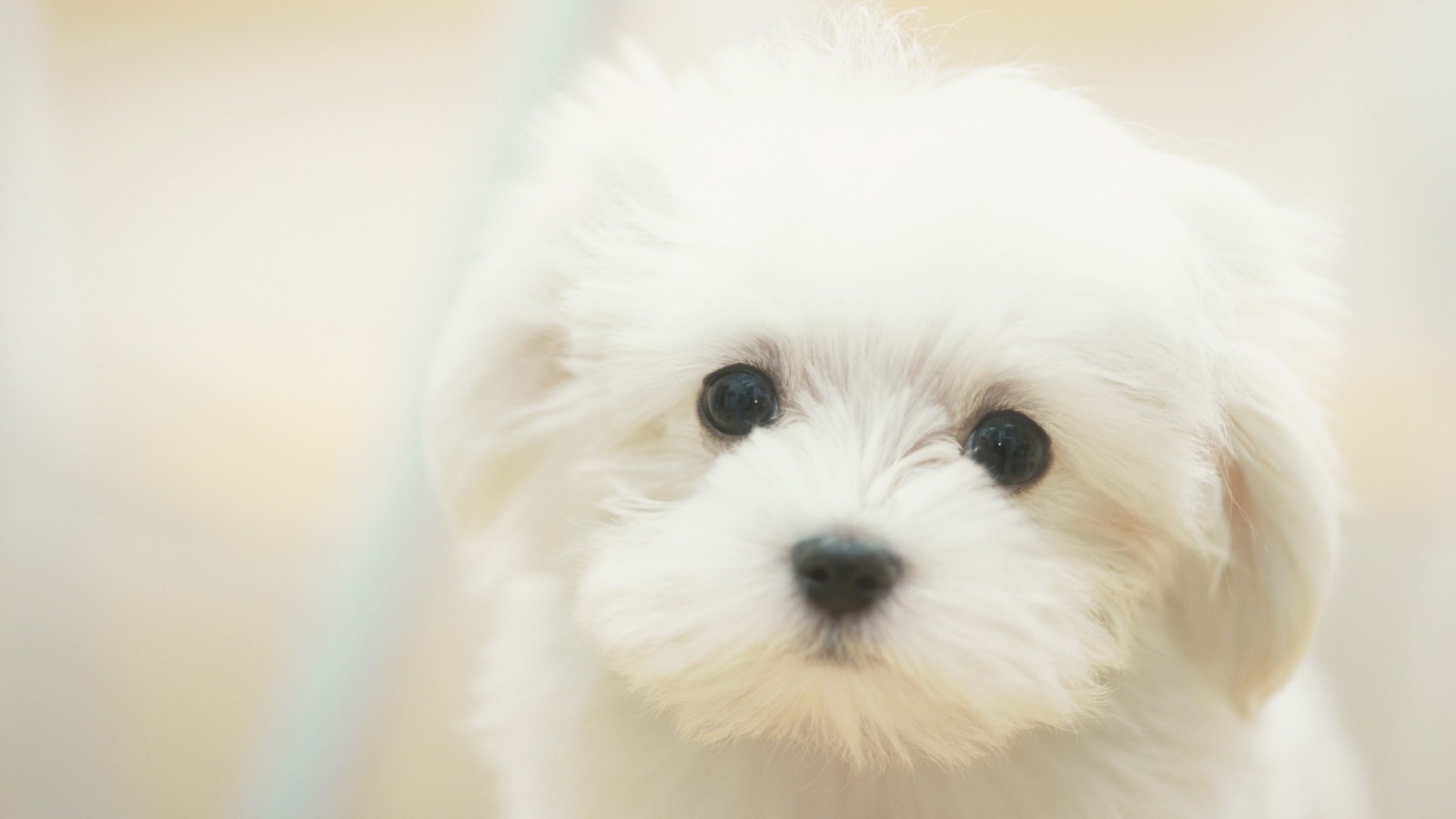 Cute Puppy wallpaper 1600x900 58332 1600x900