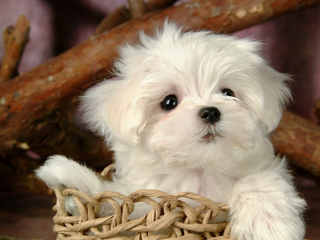  And Wallpapers Cute Puppies Wallpapers   Very Cute Puppies Wallpapers 1024x768