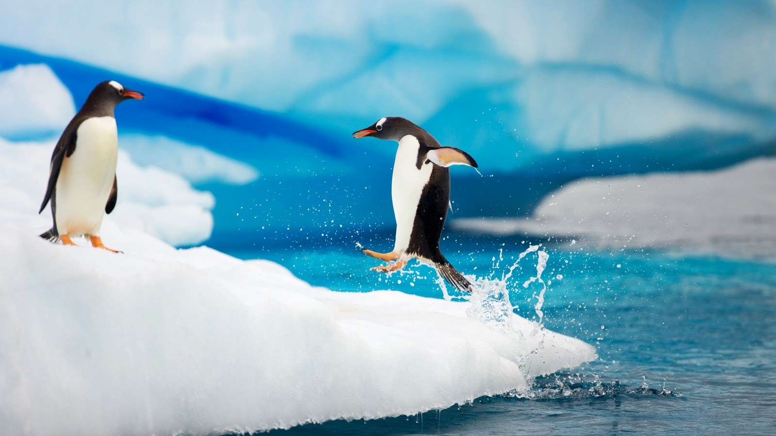 Penguin Wallpapers HD Wallpapers Desktop Wallapers 1600x900