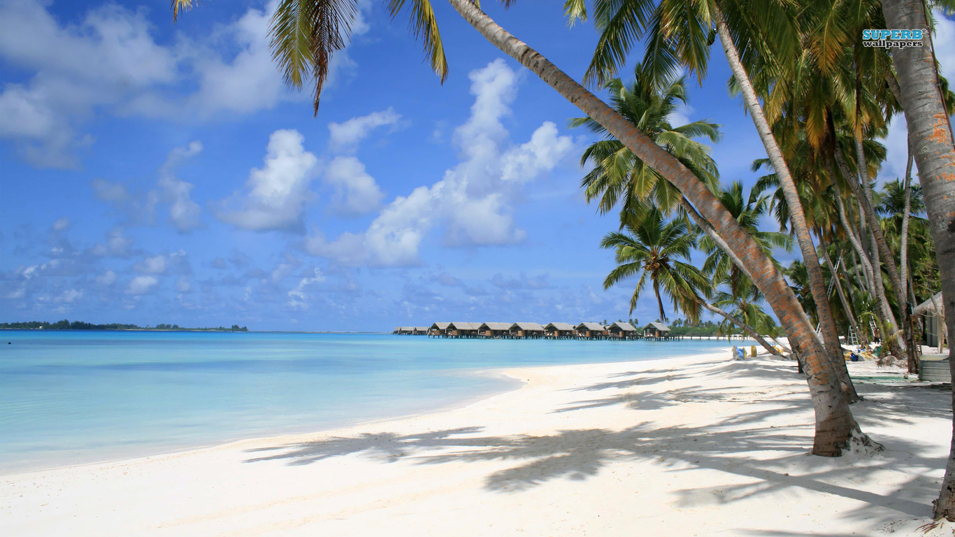 Maldives Beach Wallpaper Palm Tree 6112 Wallpaper WallpapersTube 1366x768