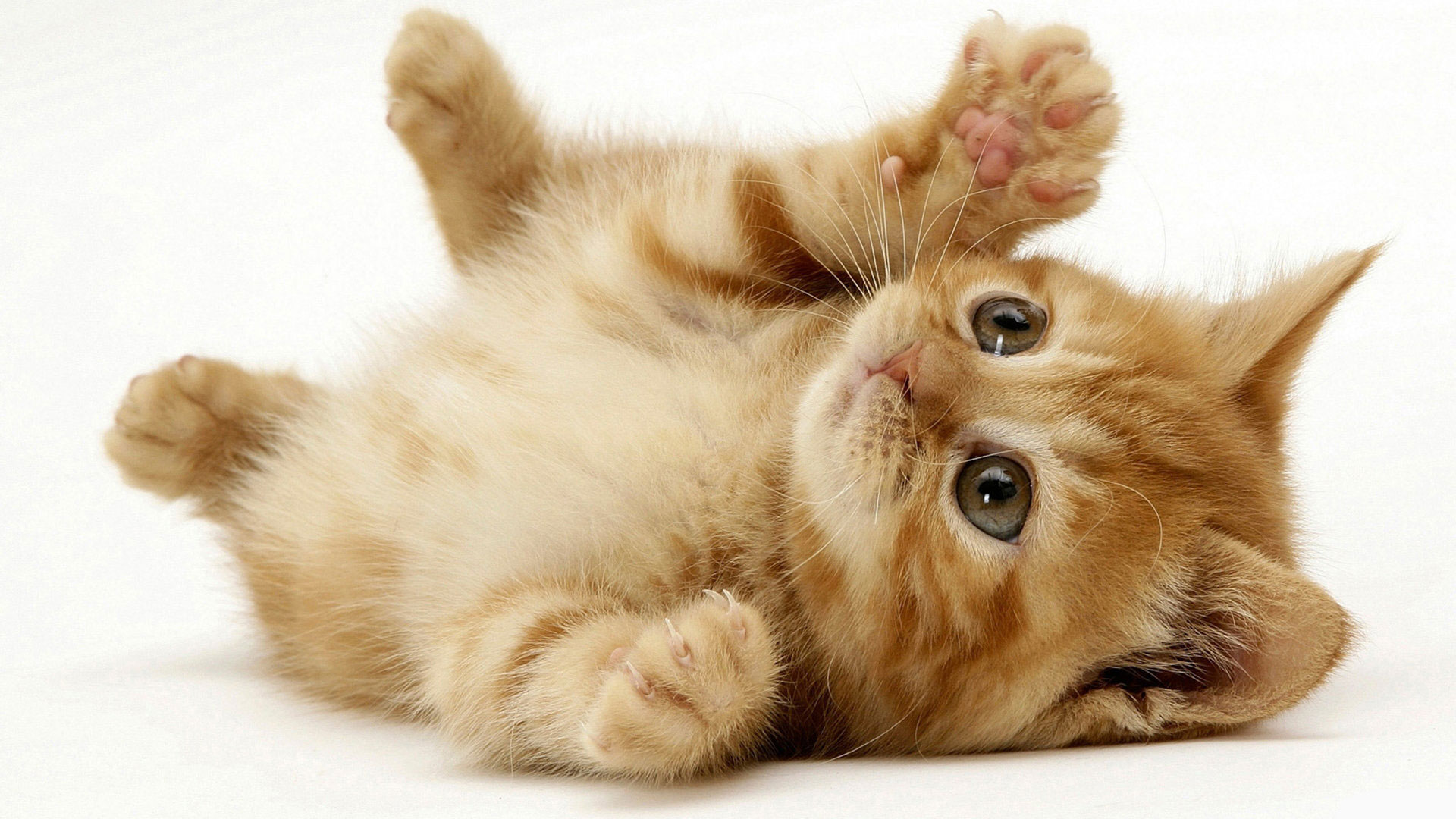 cute cats wallpaper 2 filesize x1024 wallpaper backgrounds 1280 1024 1920x1080