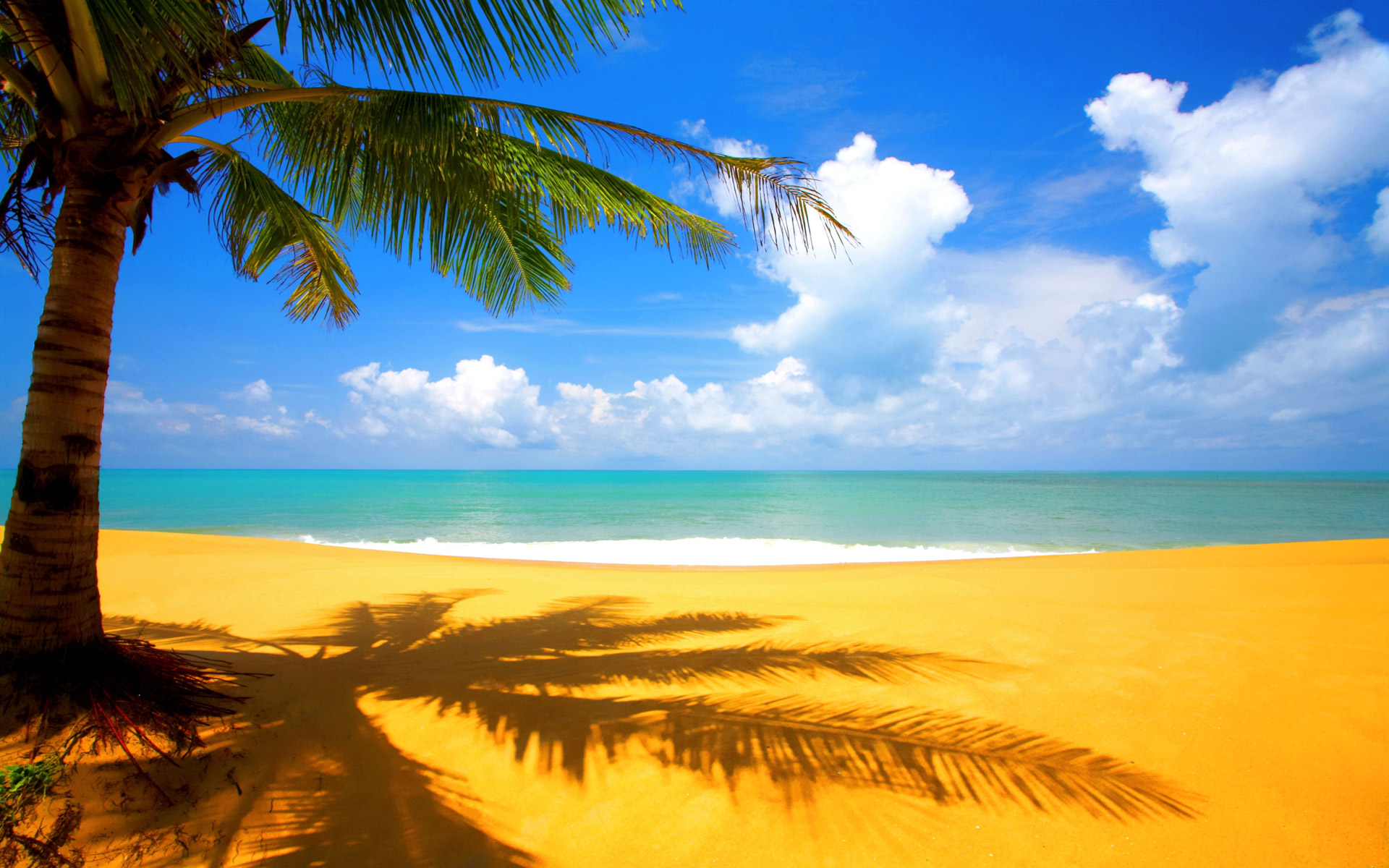 Tree Beach Side Wallpapers HD Wallpapers 1920x1200