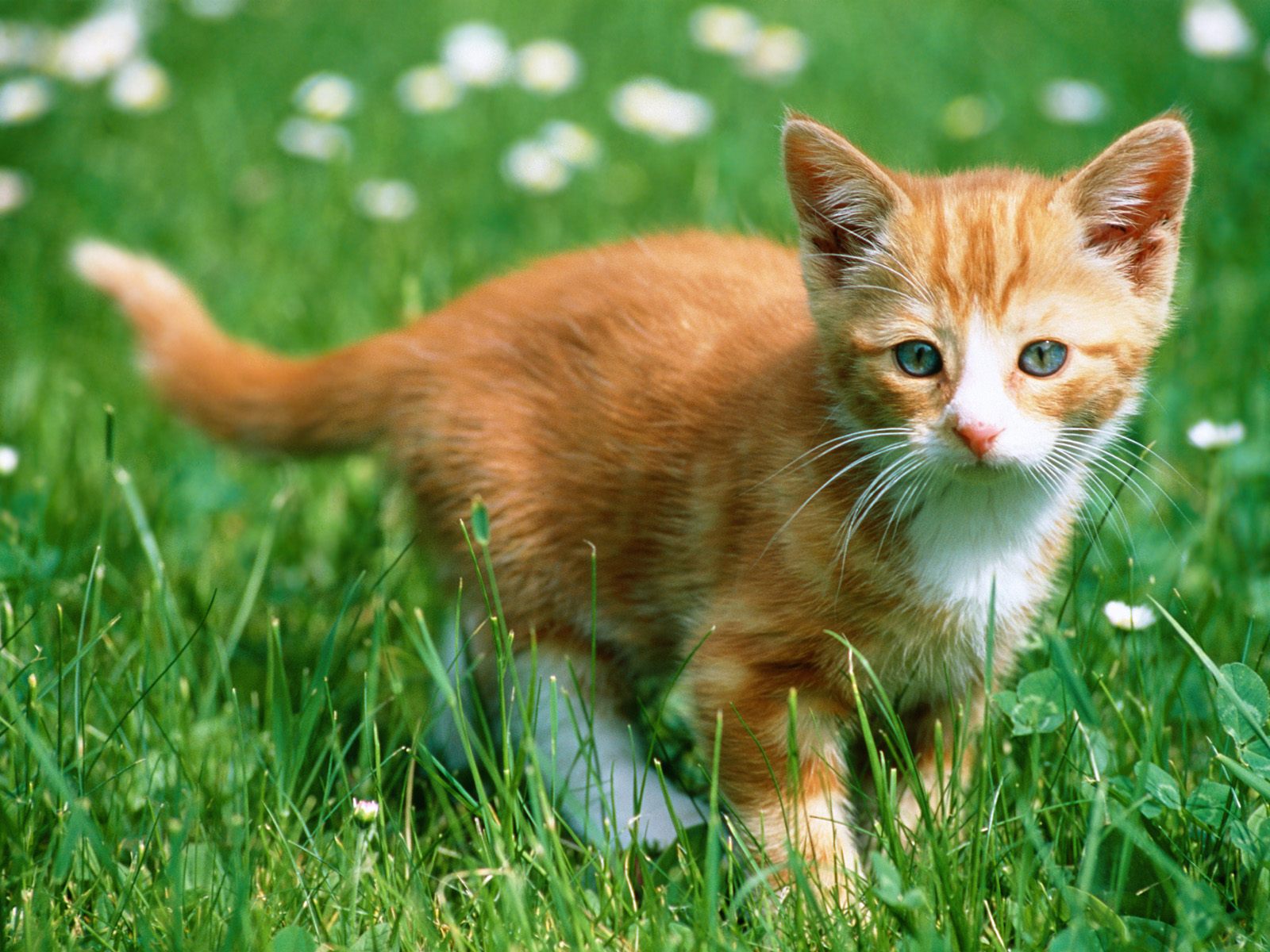 Cute Kittens Wallpapers   Wallpapers 1600x1200