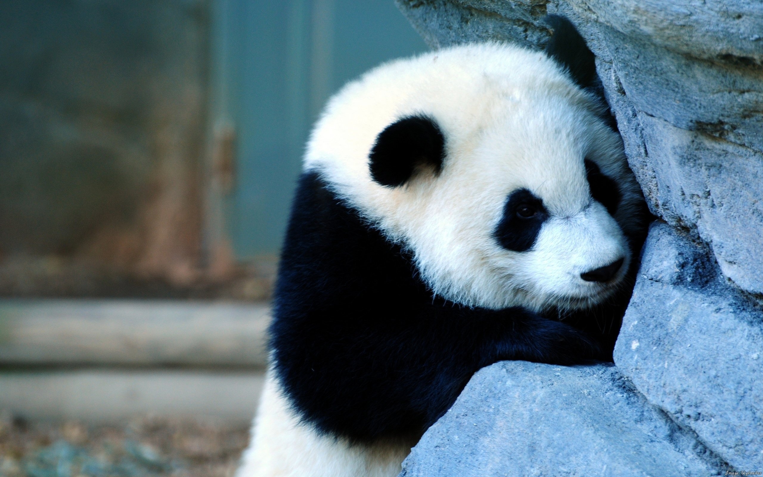 Cute Panda Photos Wallpaper wallpapers55com   Best Wallpapers for 2560x1600