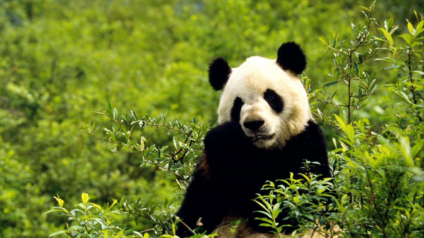 Cute Panda Photo HD desktop wallpapers backgrounds Wallpaper in 1366x768