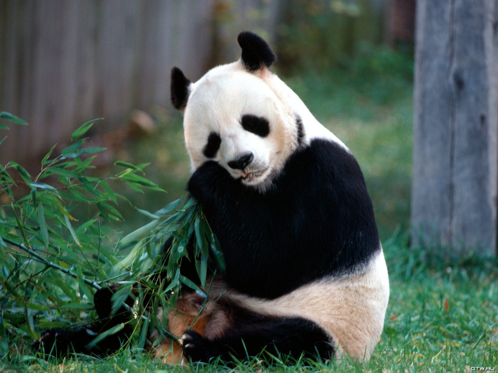  wallpaper hot wallpaper sexy wallpaper 3d wallpaper panda 3d 1600x1200