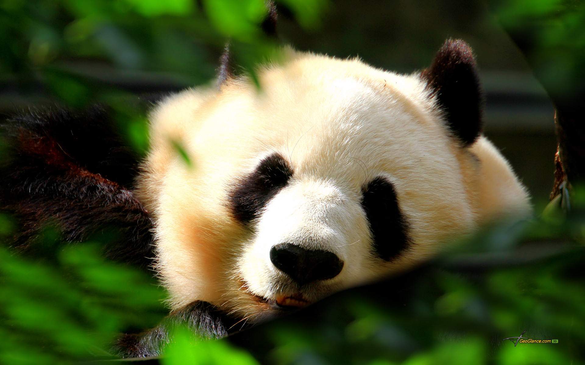 Cute Panda Bear Pandas Pictures to pin 1920x1200