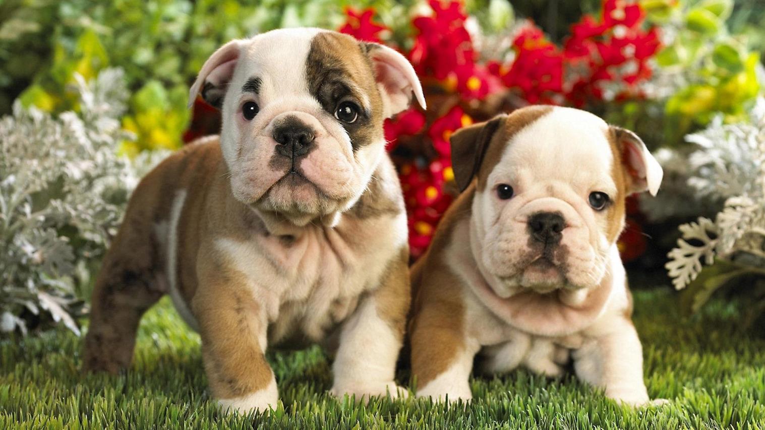 cute puppies wallpaper   8512   The Wondrous Pics 1517x853