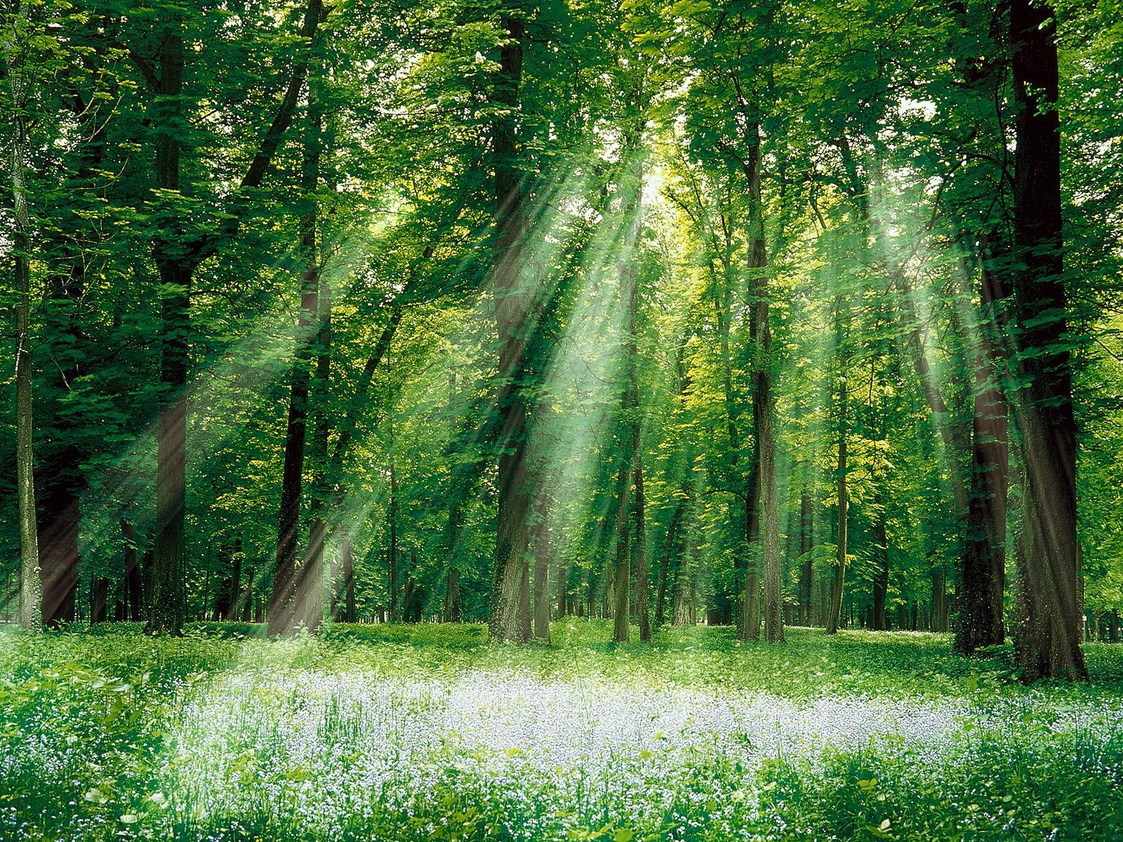 Nature Green Forest and White Sun Light wallpaper Download Nature 1600x1200